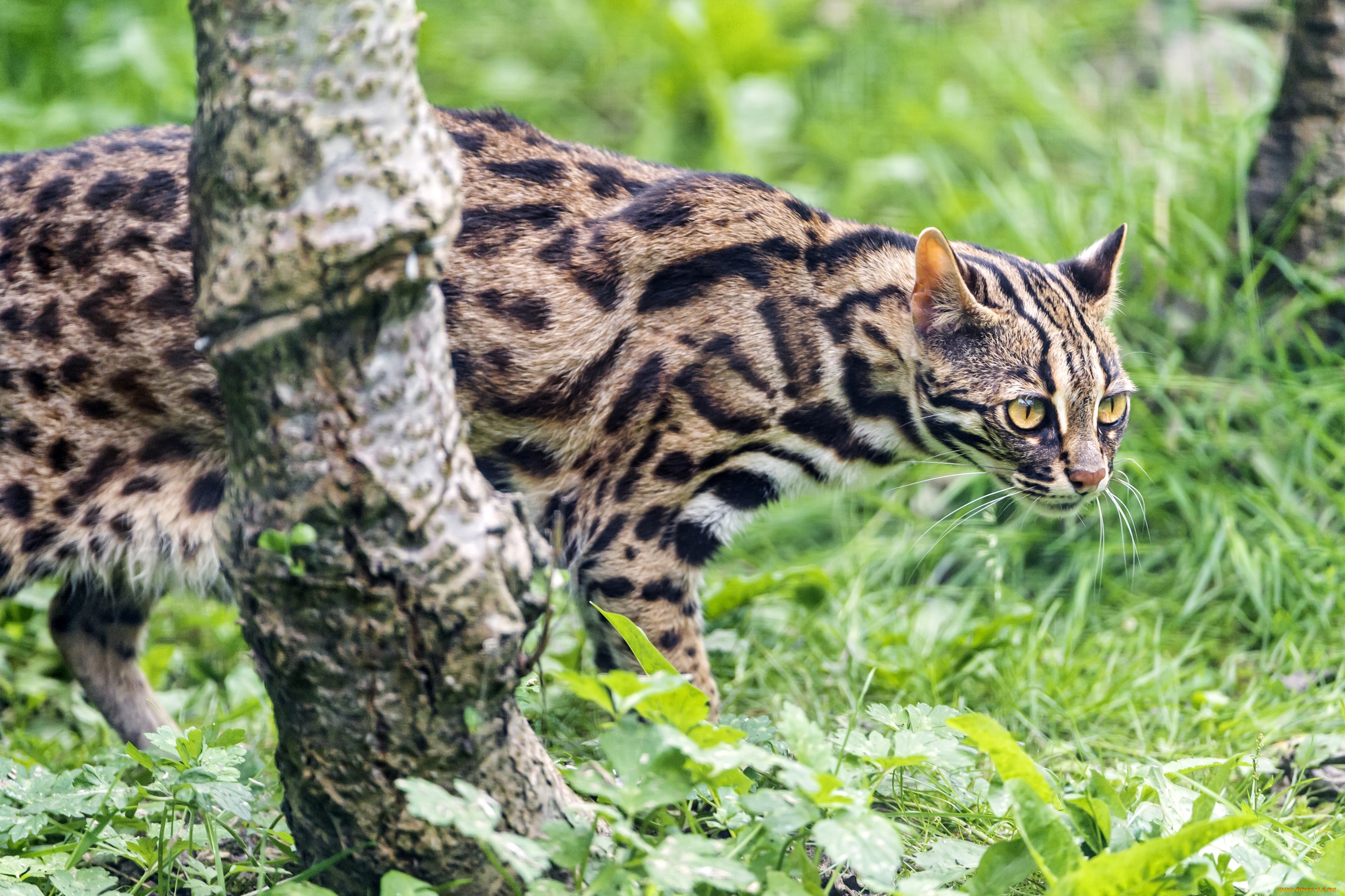 животные, дикие, кошки, марги, бенгальская, карликовая, кошка