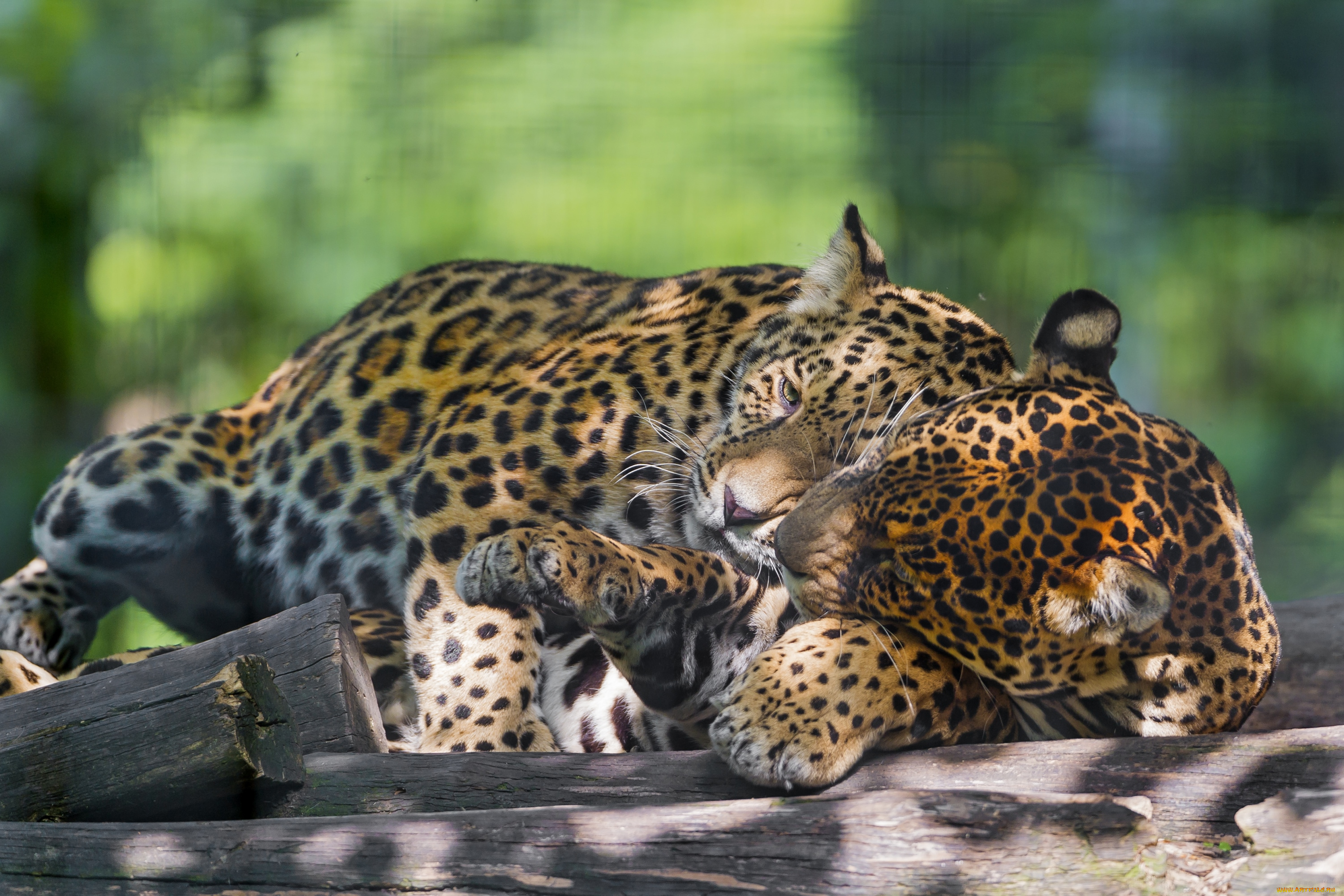 животные, Ягуары, чувства