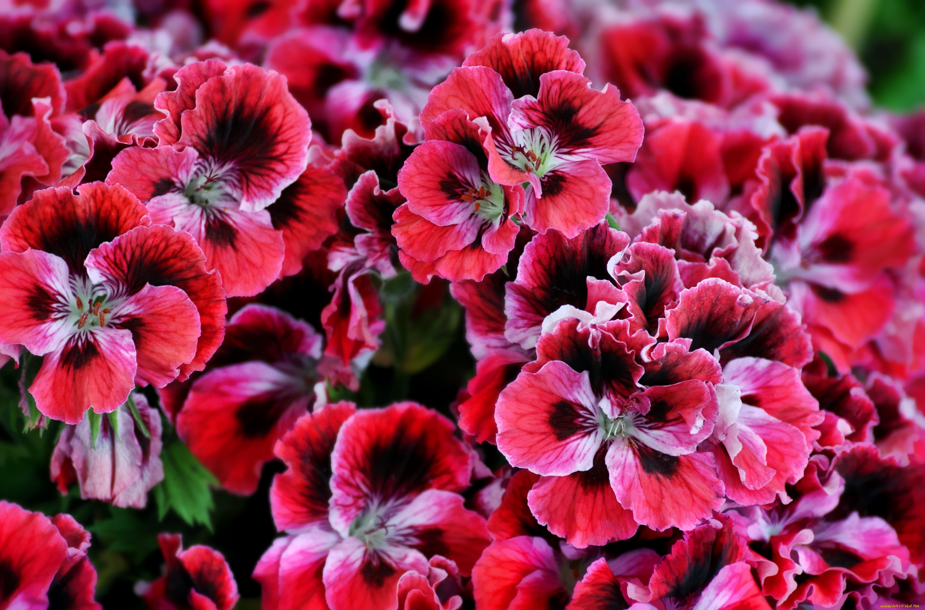 цветы, герань, пестрый