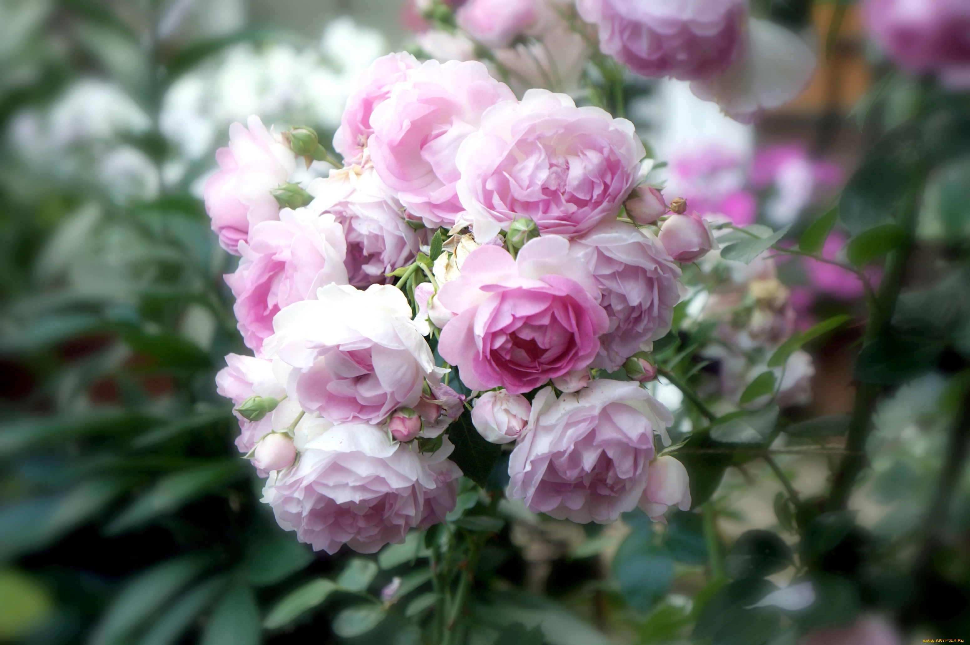 цветы, розы, куст