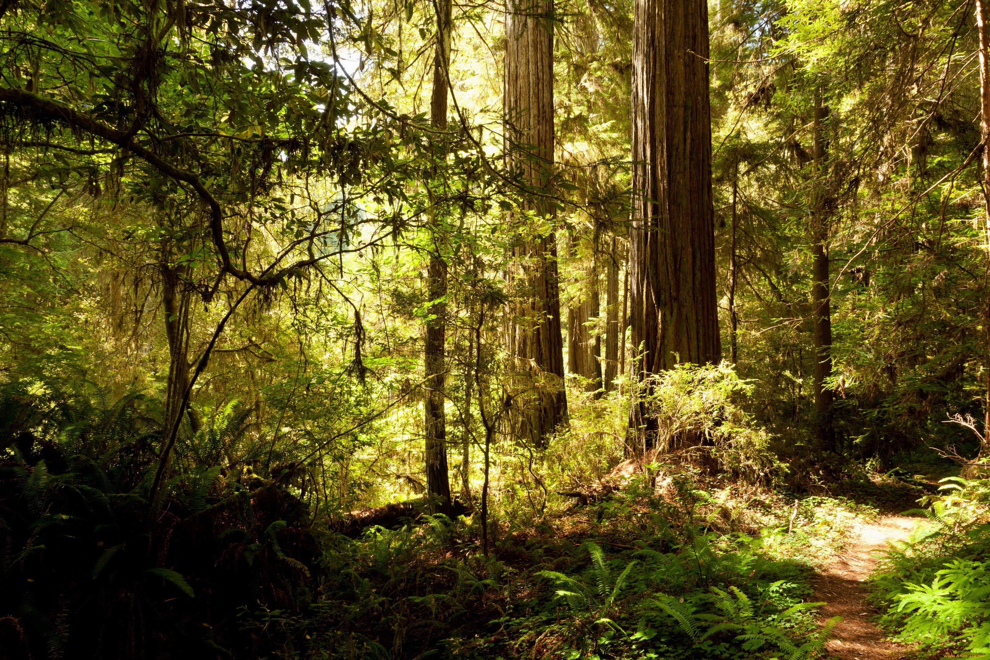 природа, лес, деревья