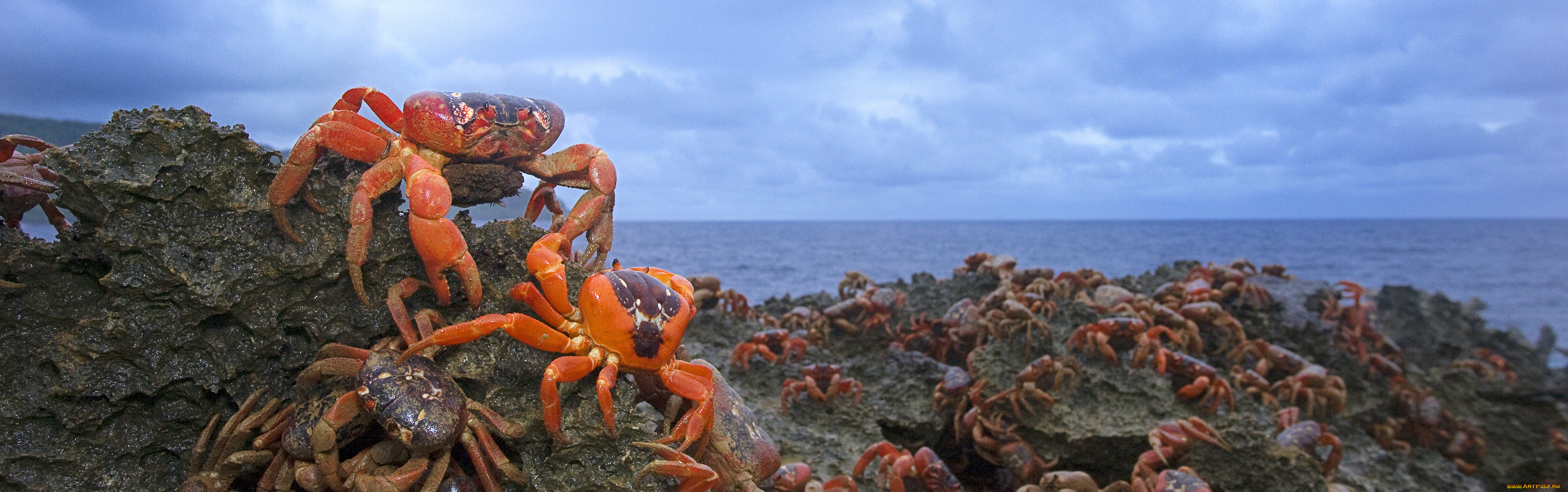 животные, крабы, раки