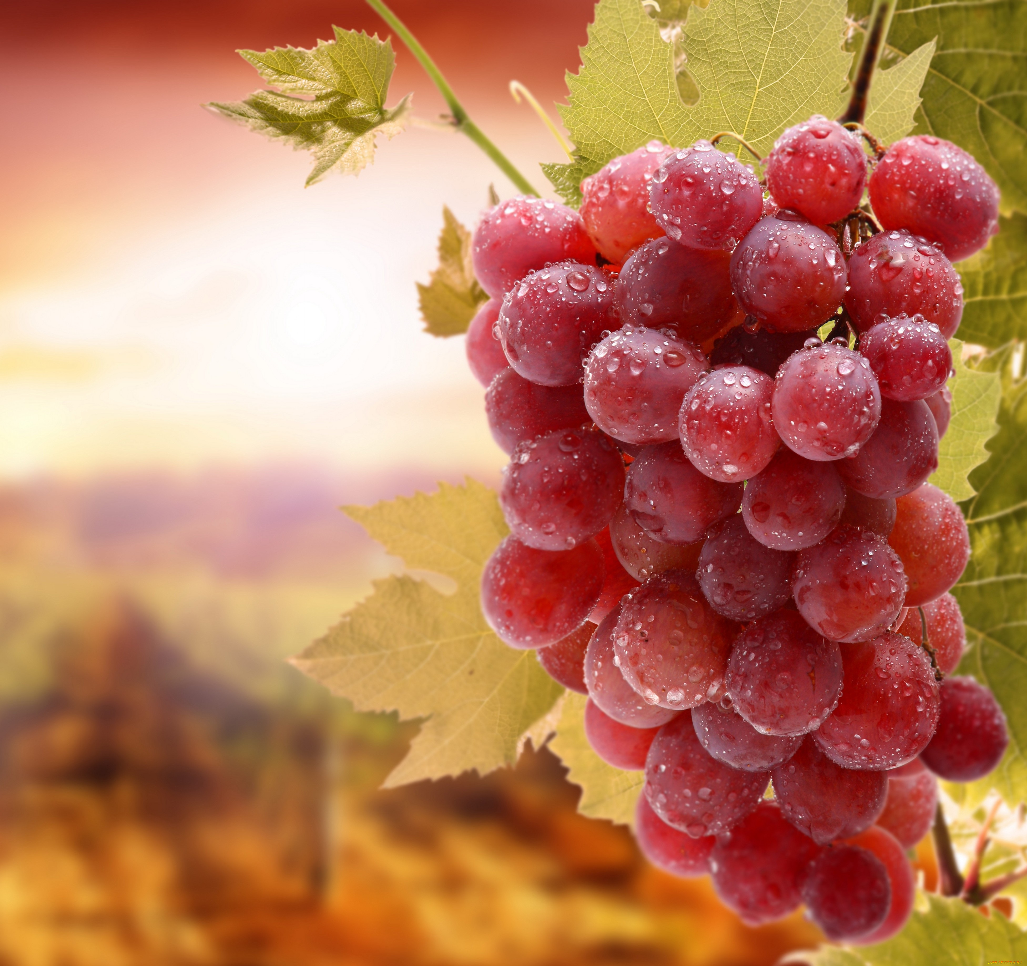 природа, Ягоды, виноград, листья, кисть