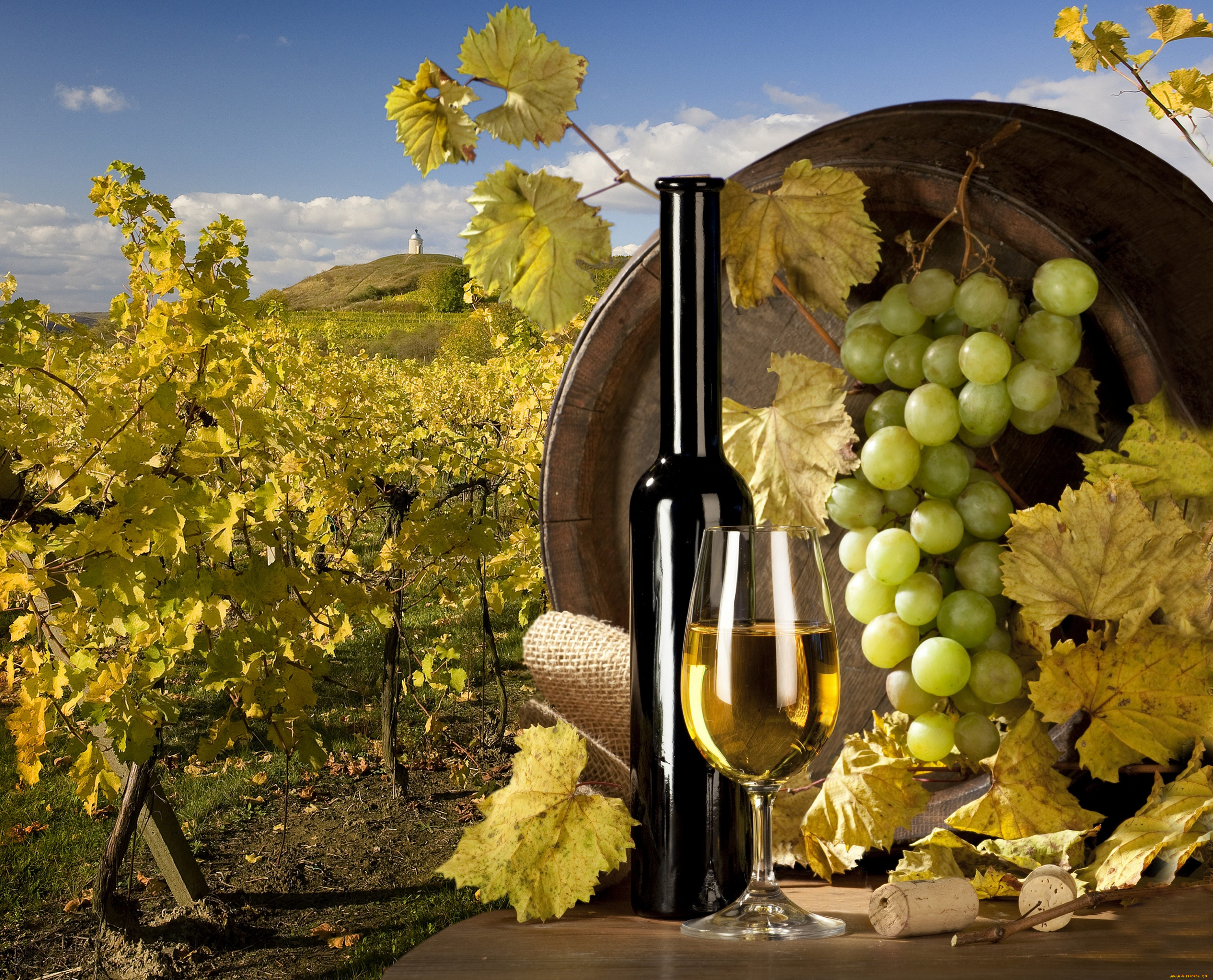 еда, напитки, вино, поле, виноградник, кисть, бутылка, бочка, бокал