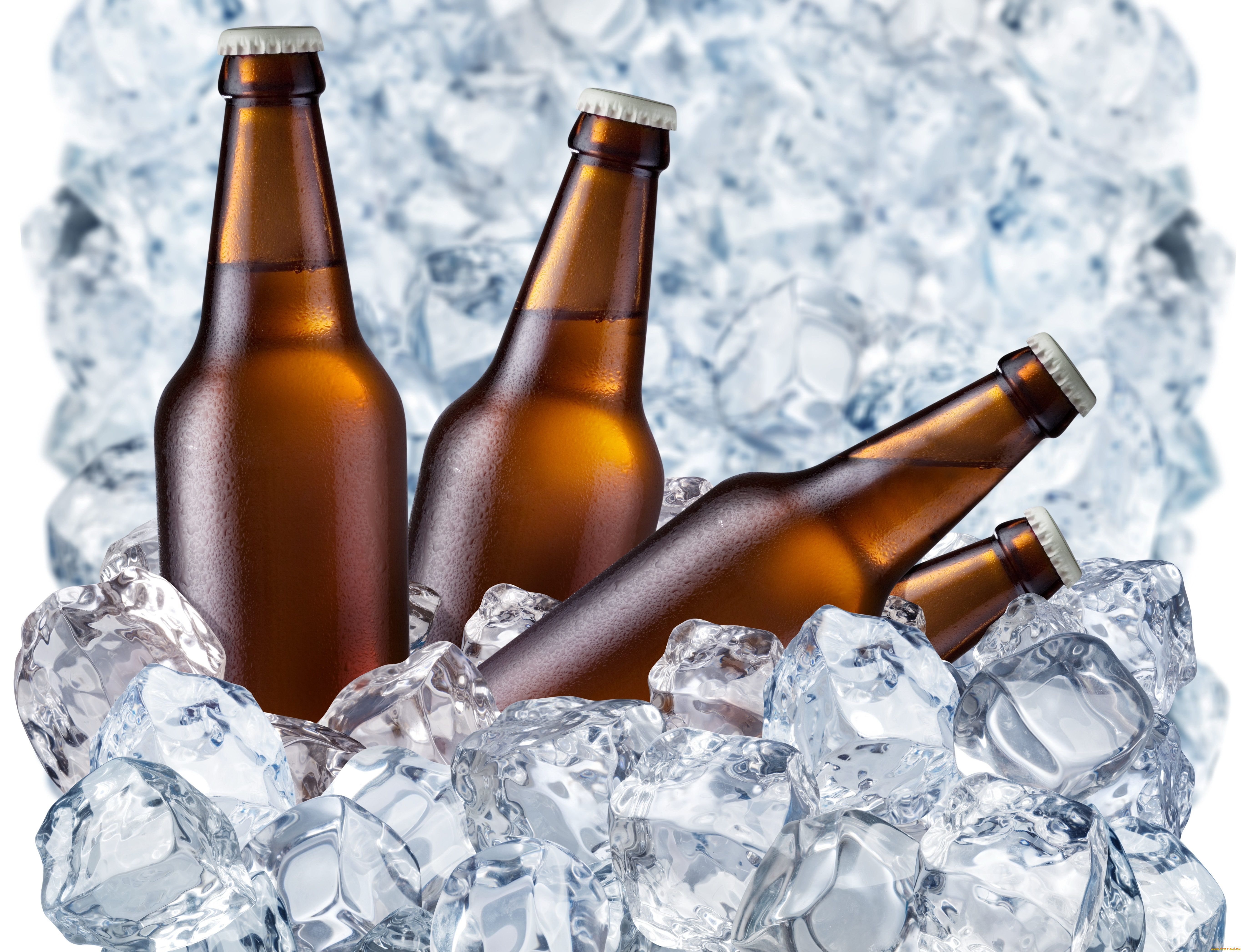 еда, напитки, пиво, бутылки, лед
