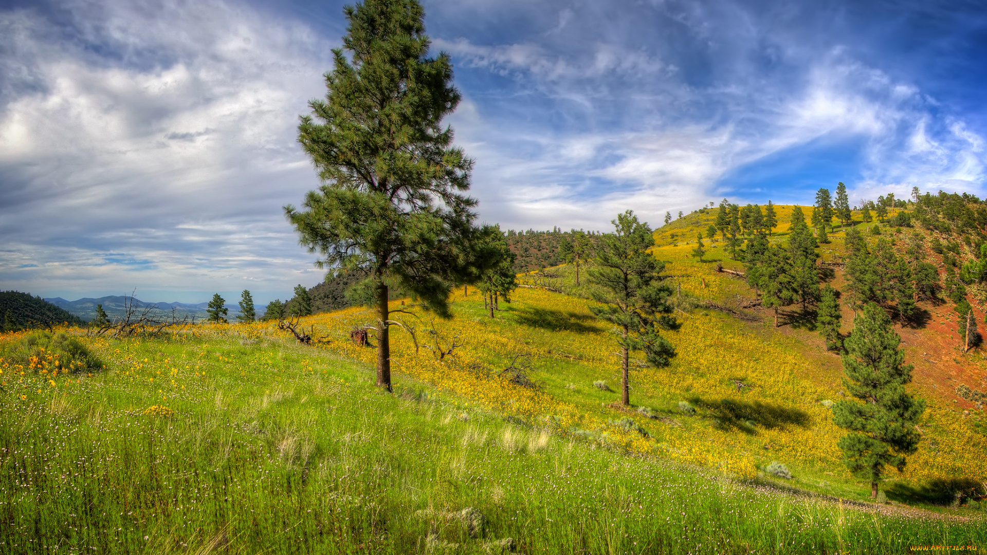 природа, деревья, облака, трава, равнина