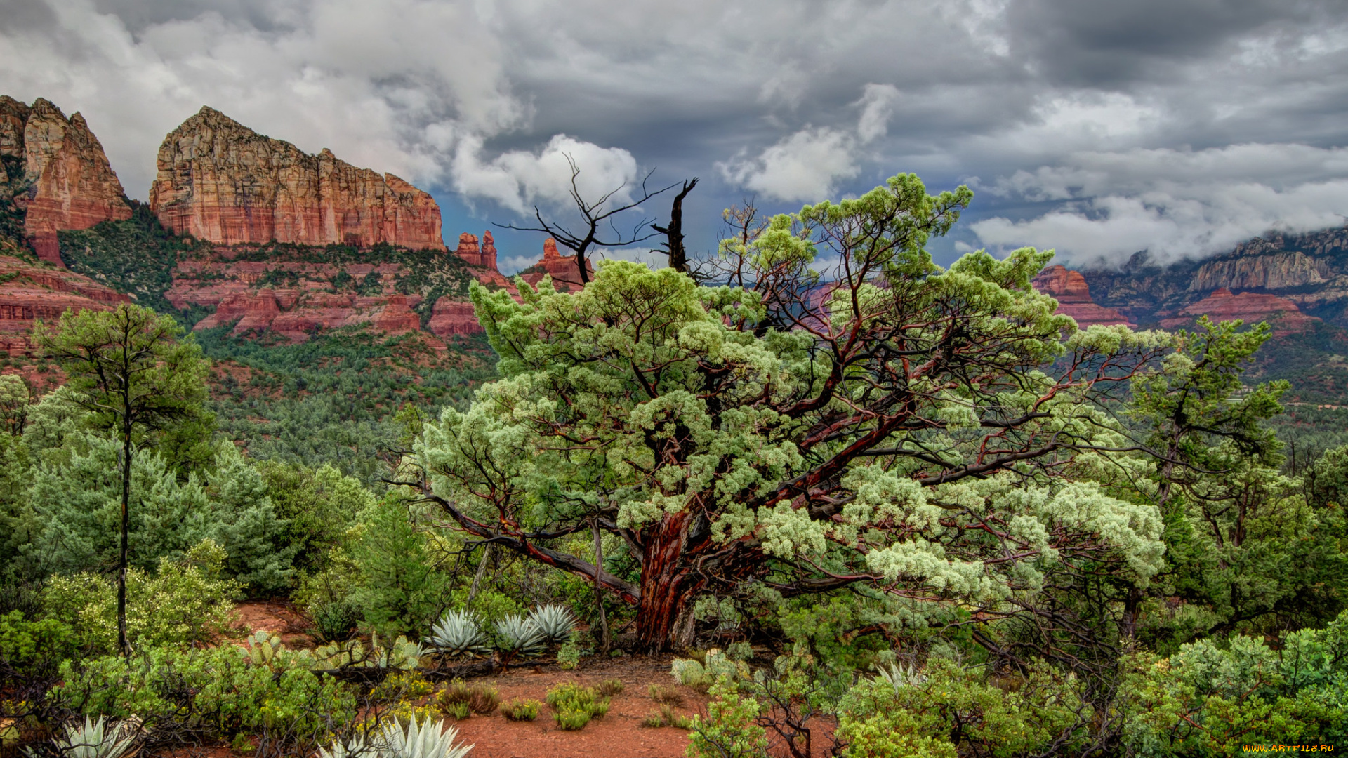 природа, деревья, растения, горы, песок, кусты, дерево, небо