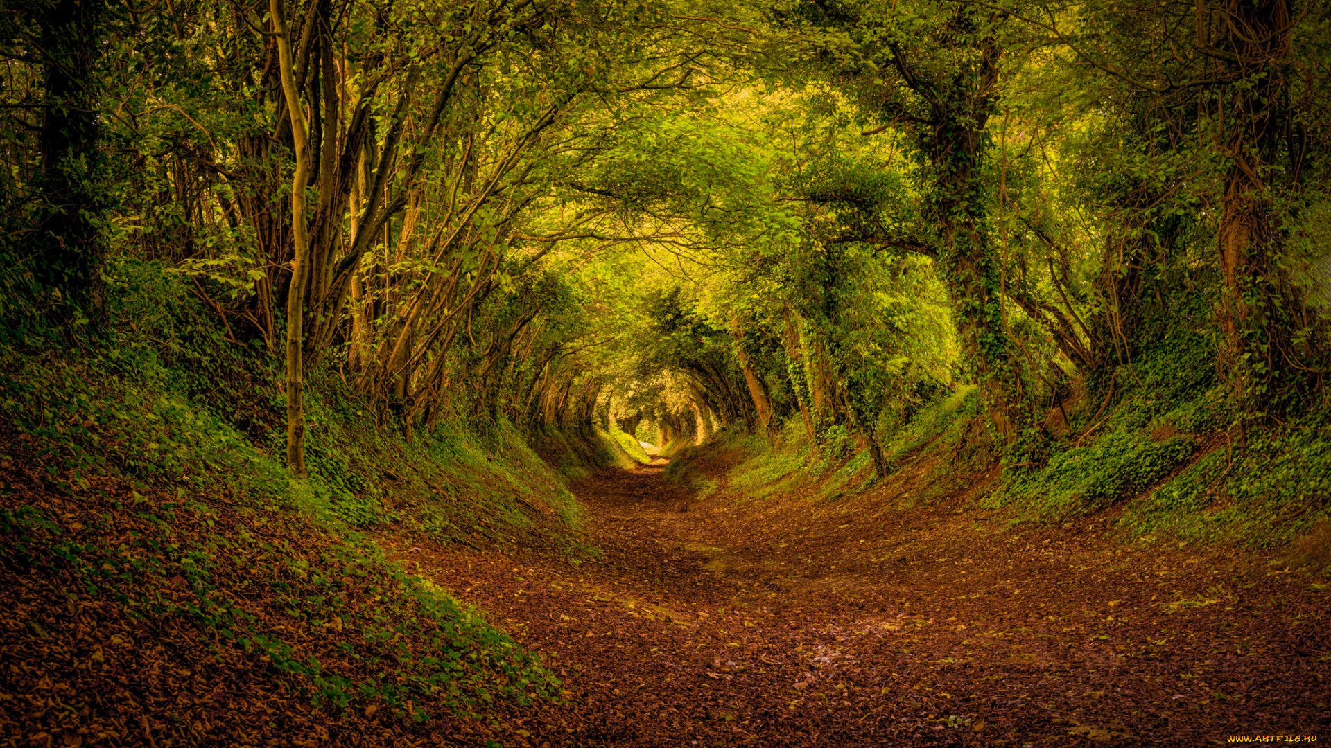 природа, дороги, англия, лес, осень, октябрь, деревья