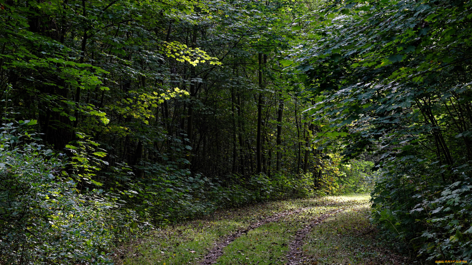 природа, дороги, нидерланды, лес, дорога, деревья, кусты