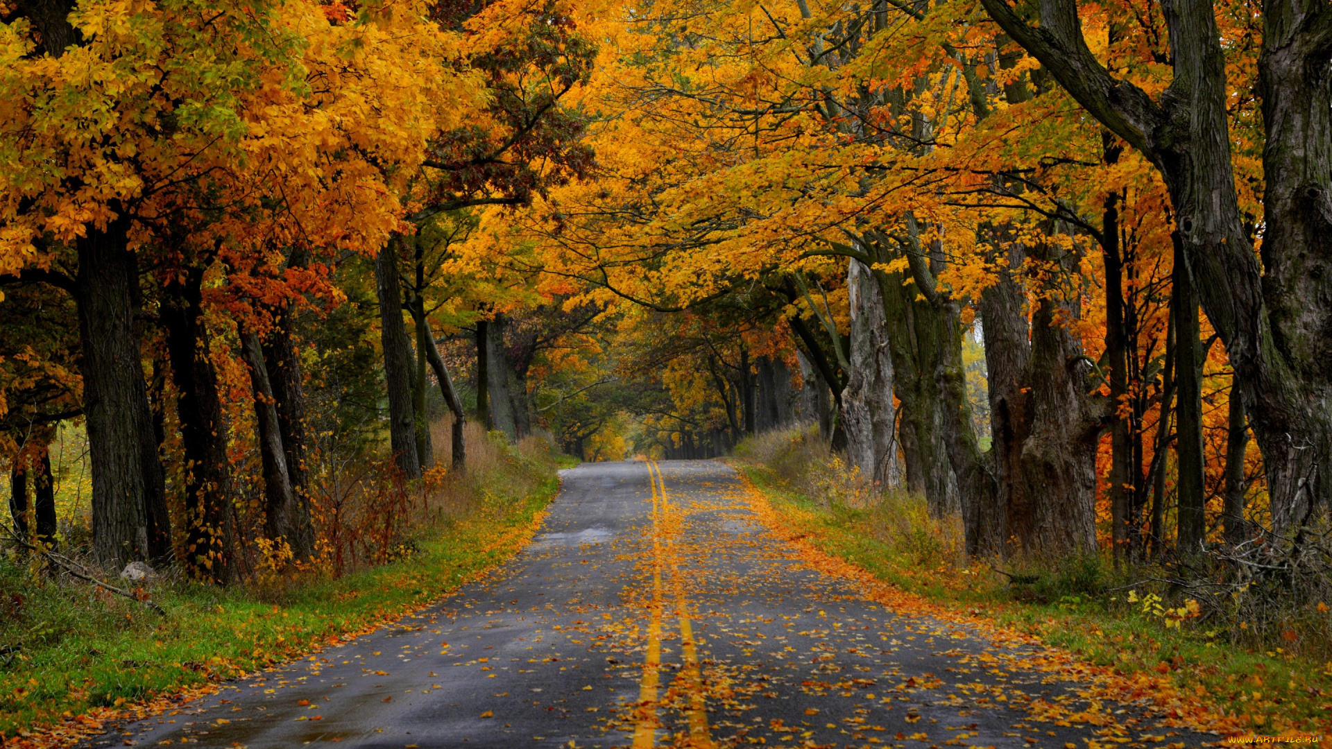 природа, дороги, парк, дорога, лес, деревья, листья, осень