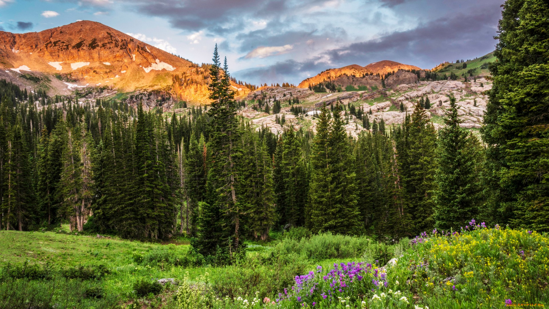 природа, горы, поляна, лес, скалы, сша, деревья, юта, utah, albion, basin, облака, цветы