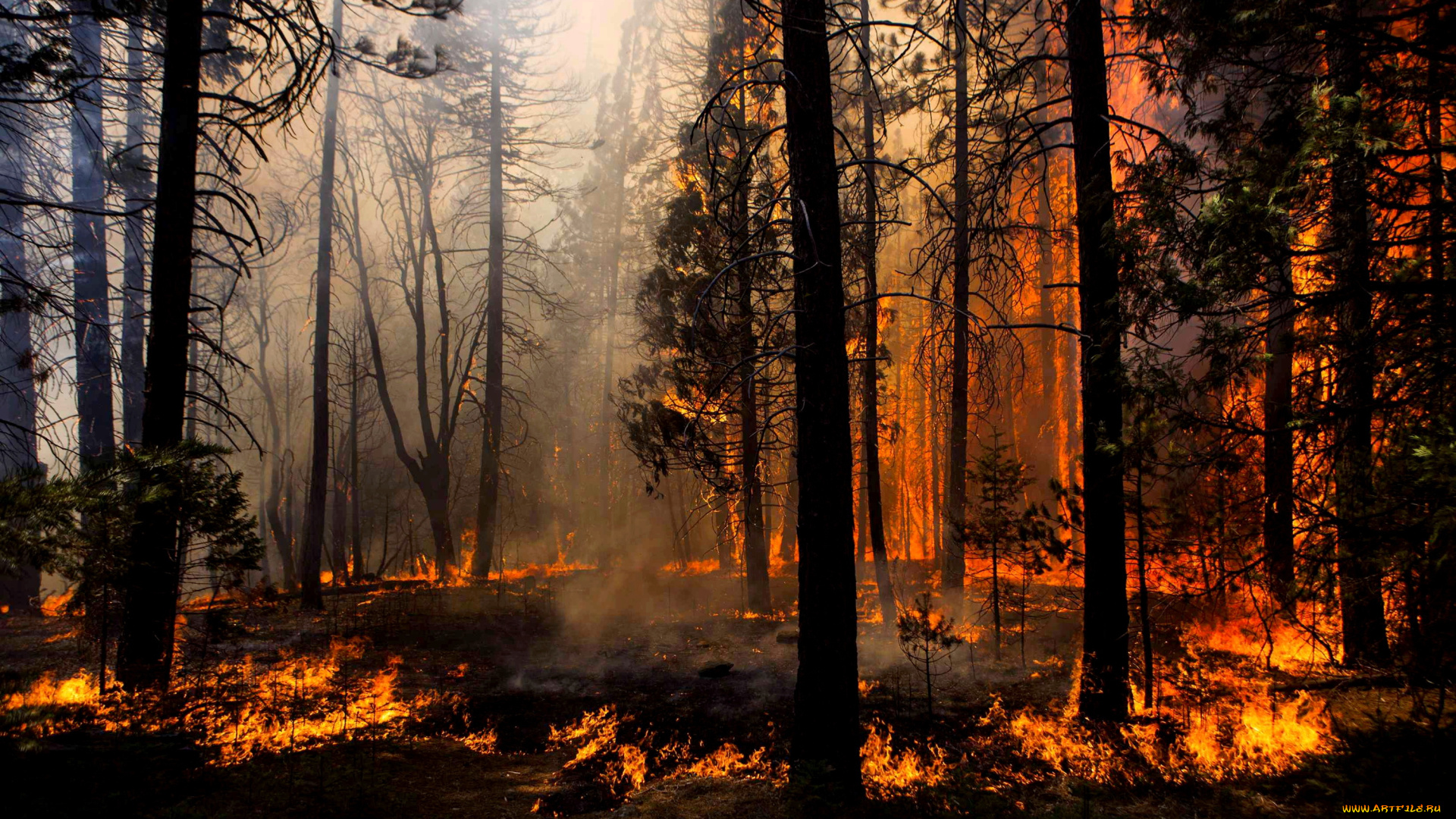 природа, лес, огонь, пожар, деревья