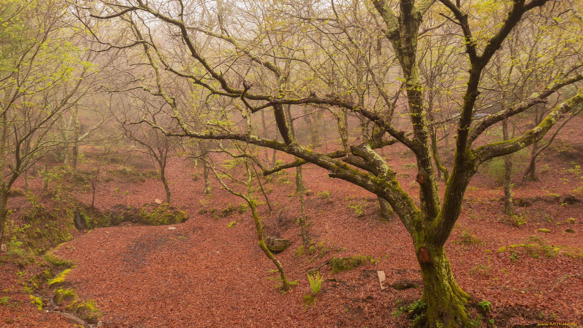 природа, лес, весна, туман