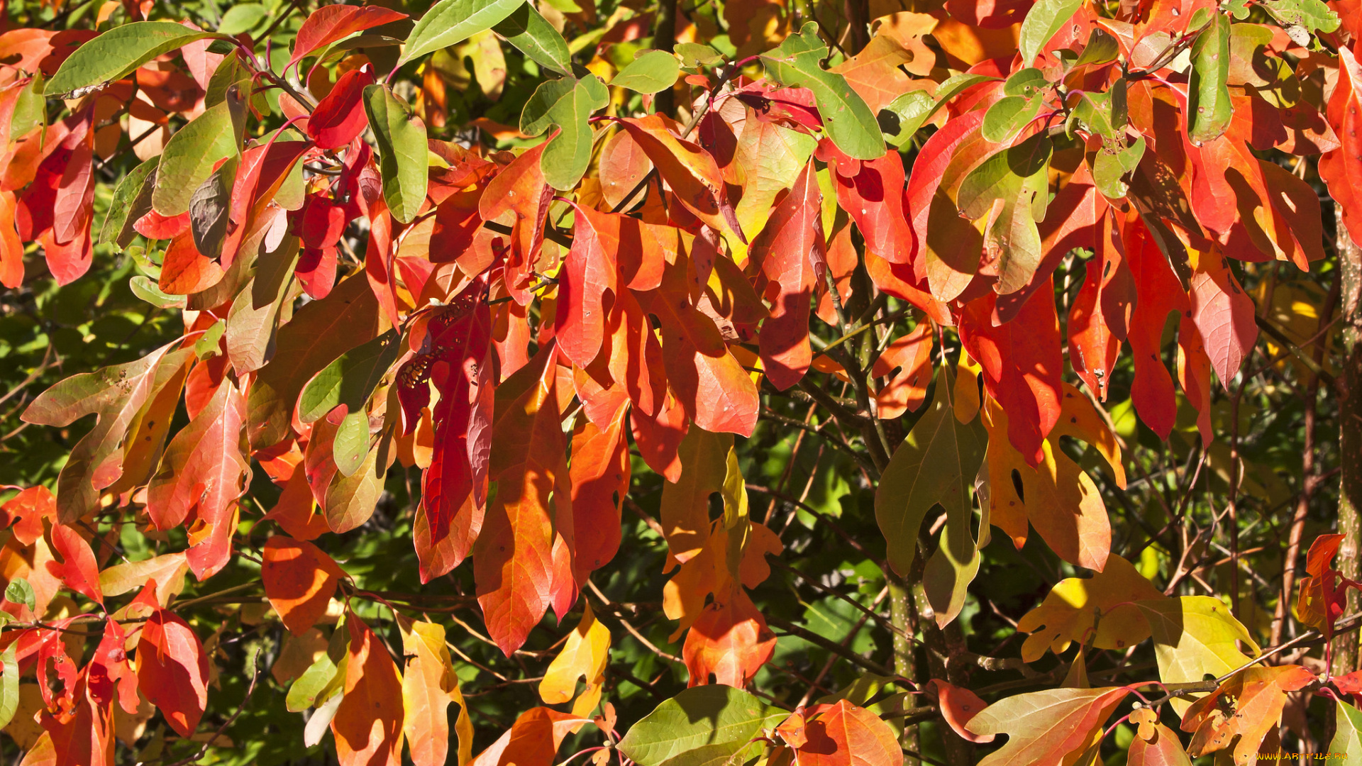 природа, листья, куст, осень, зелёные, жёлтые, красные