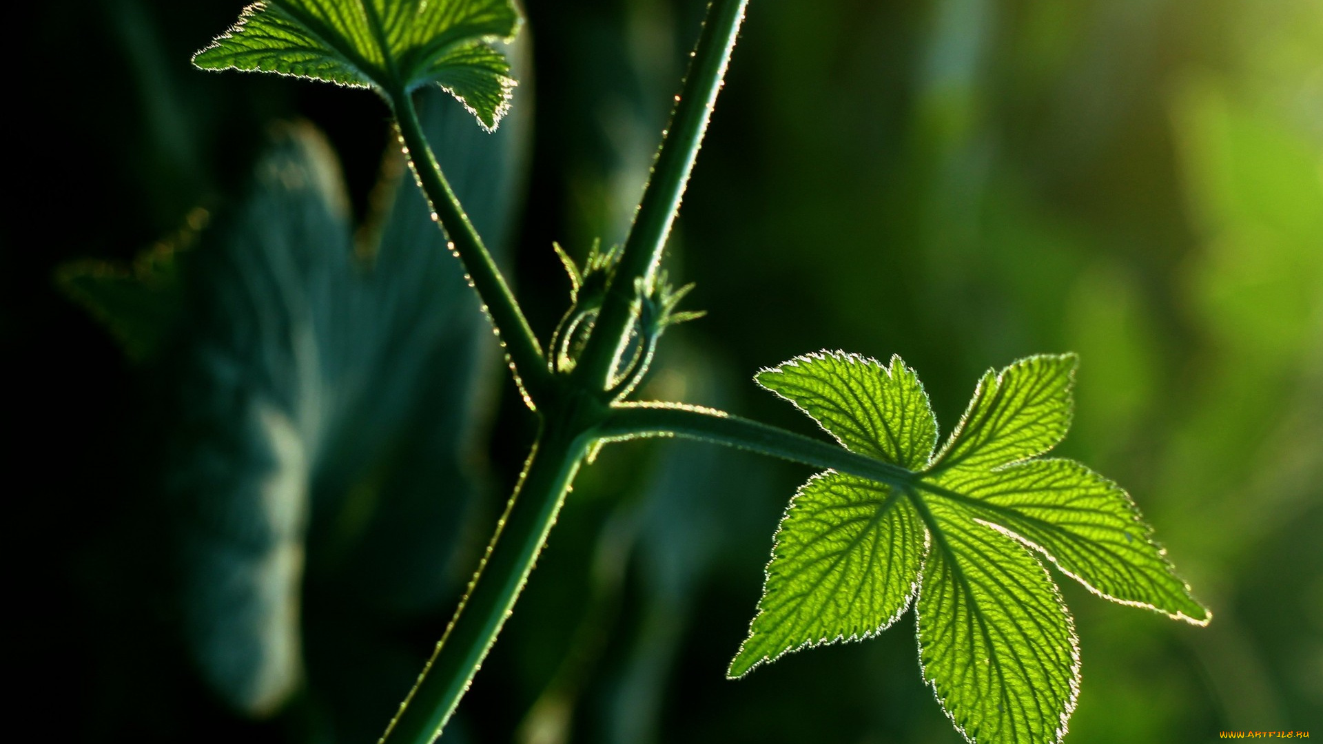 природа, листья, лучи, стебель