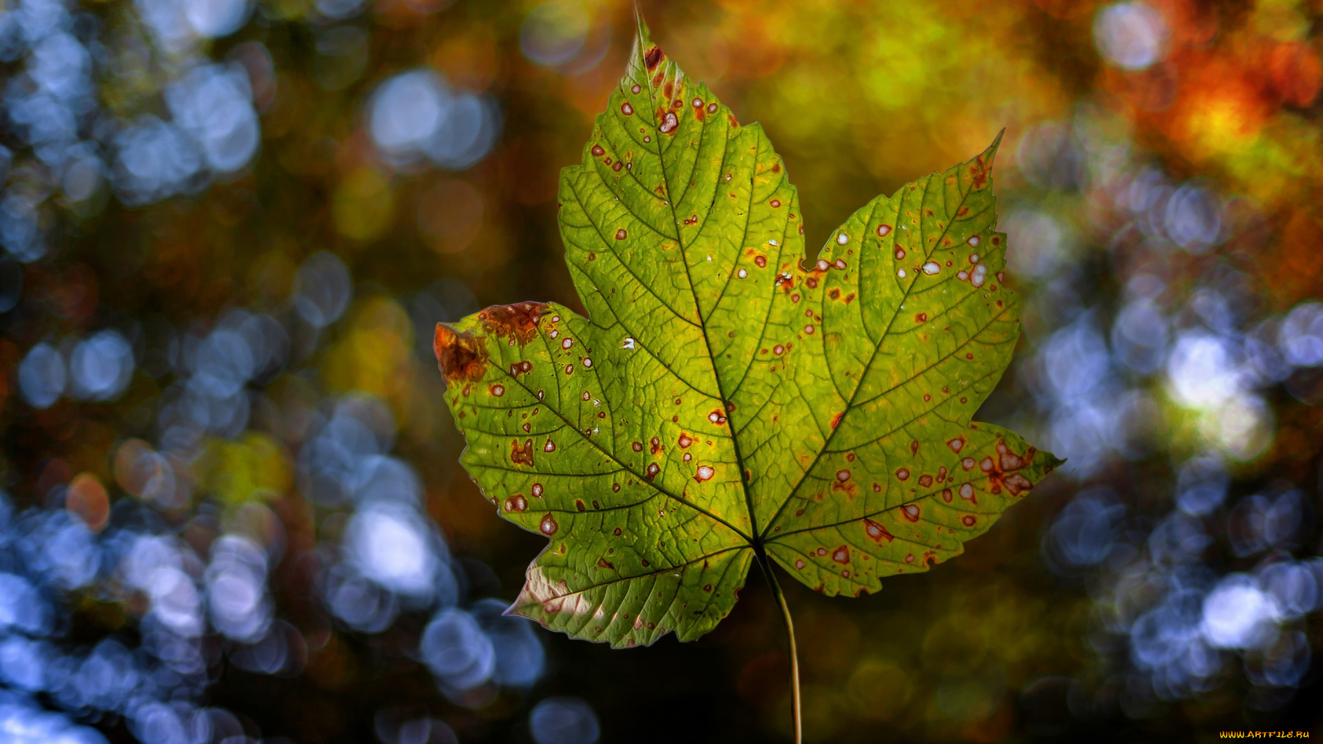 природа, листья, осень, лист, боке