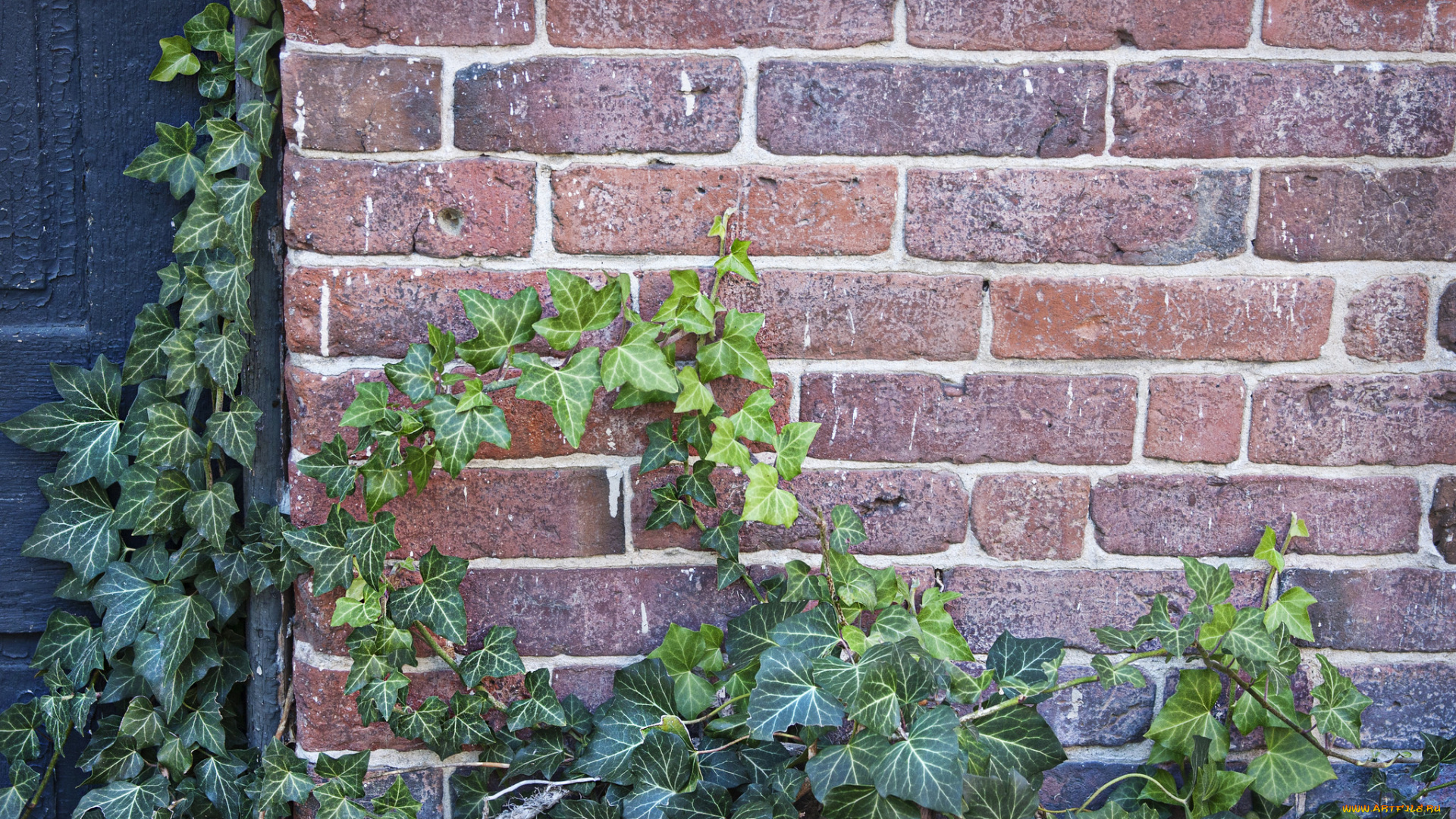природа, листья, растение, плющ, стена, кирпичная