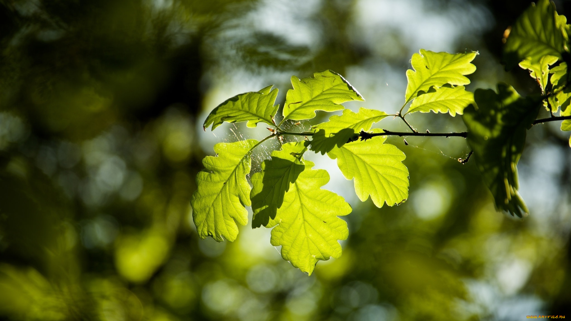 природа, листья, ветка, паутина, макро, лето, зеленый