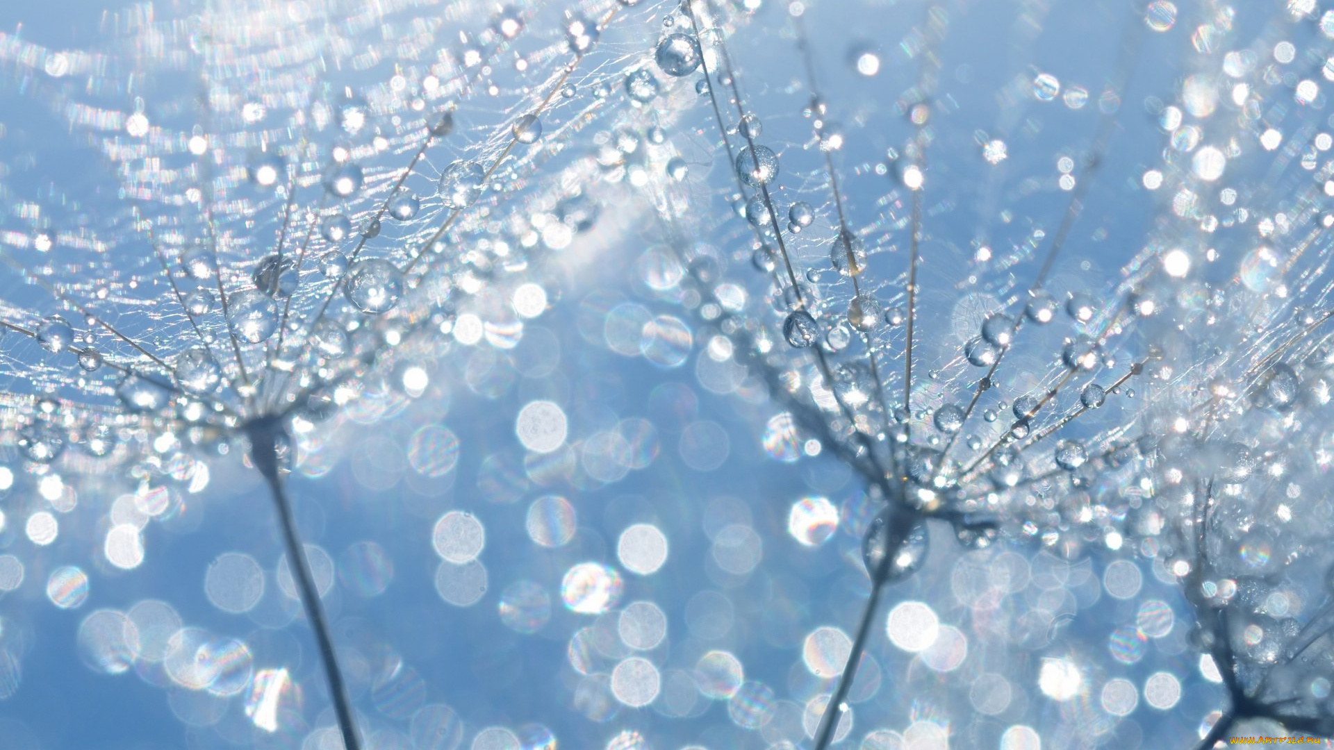 природа, макро, одуванчик, капли, воды