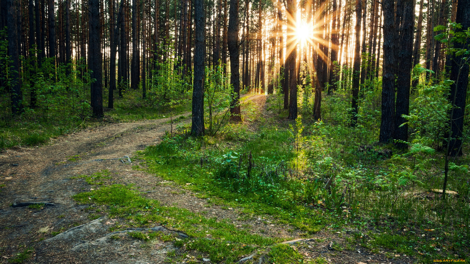 природа, восходы, закаты, лес, деревья, кусты, трава, лучи, тропа