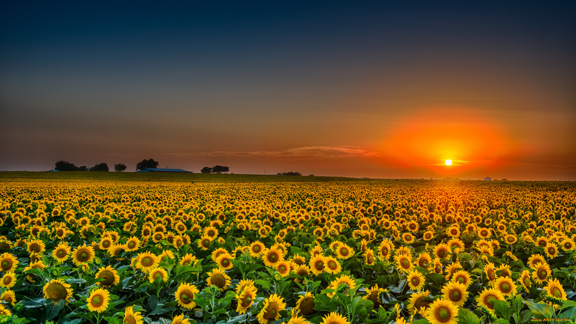 природа, восходы, закаты, поле, подсолнухи, заря