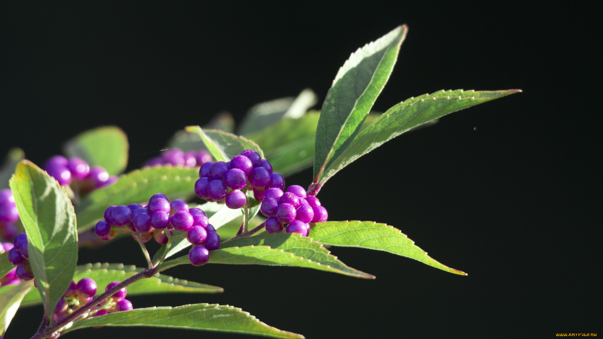 природа, Ягоды, ветка, листья, макро, сиреневый