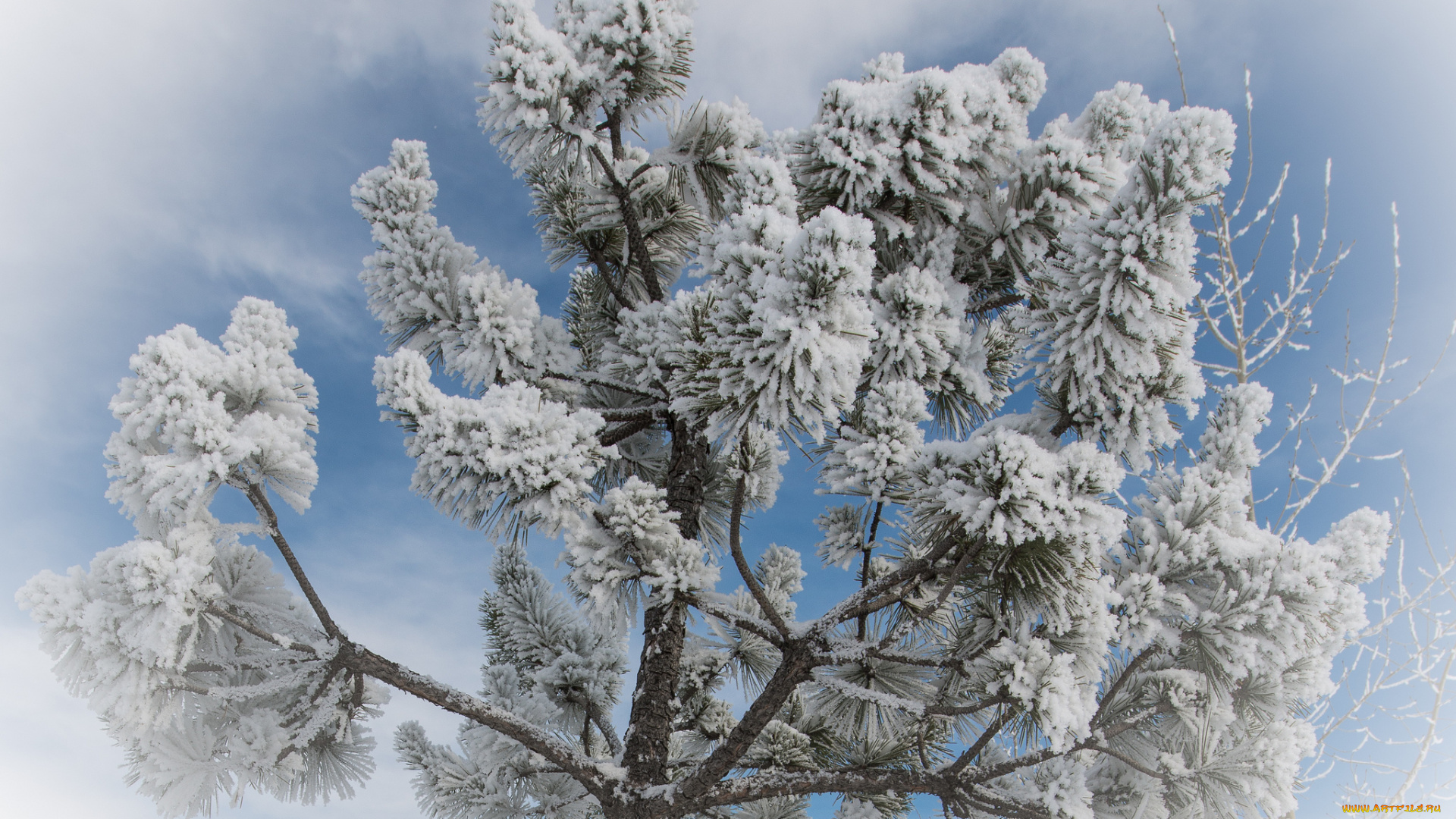 природа, зима, сосна, ветки, хвоя, снег