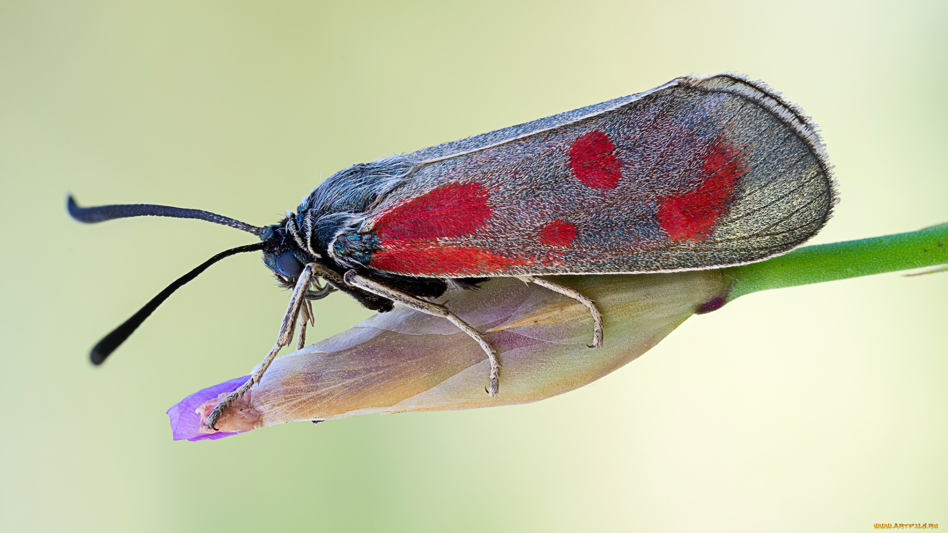 животные, бабочки, макро, травинка, бабочка, усики