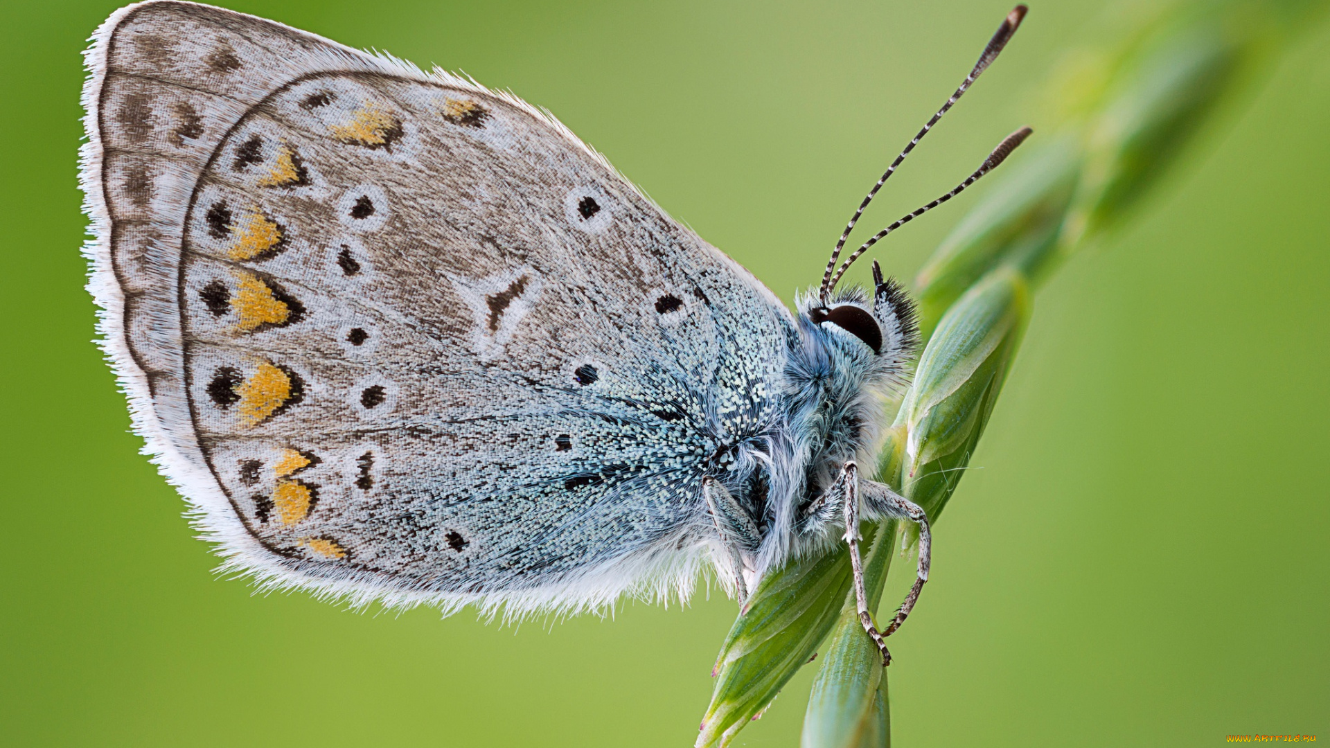 животные, бабочки, макро, травинка, бабочка, крылья, усики