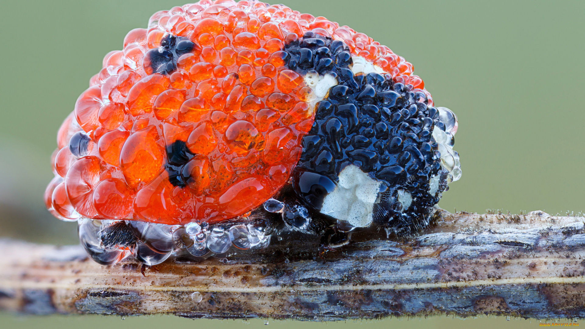 животные, божьи, коровки, роса, капли, насекомое, божья, коровка, макро, утро