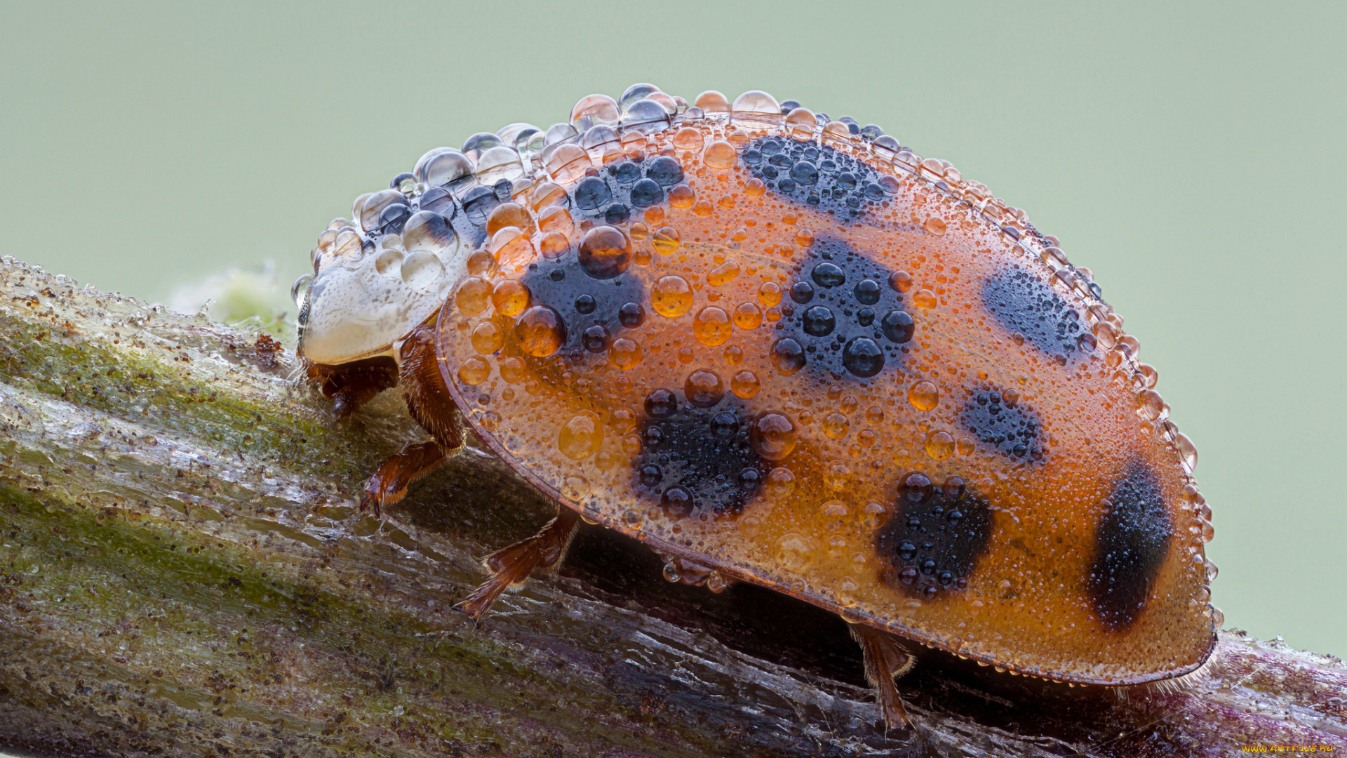 животные, божьи, коровки, роса, капли, насекомое, божья, коровка, макро, утро