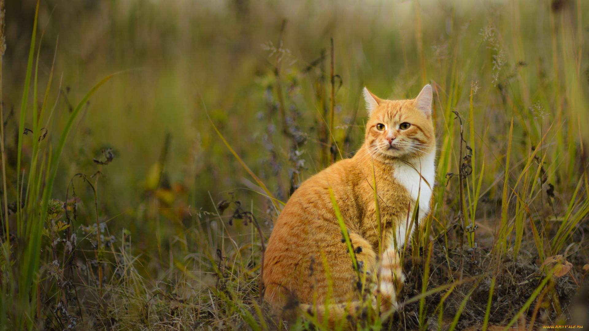 животные, коты, растения, трава, поле, фон, взгляд, кот