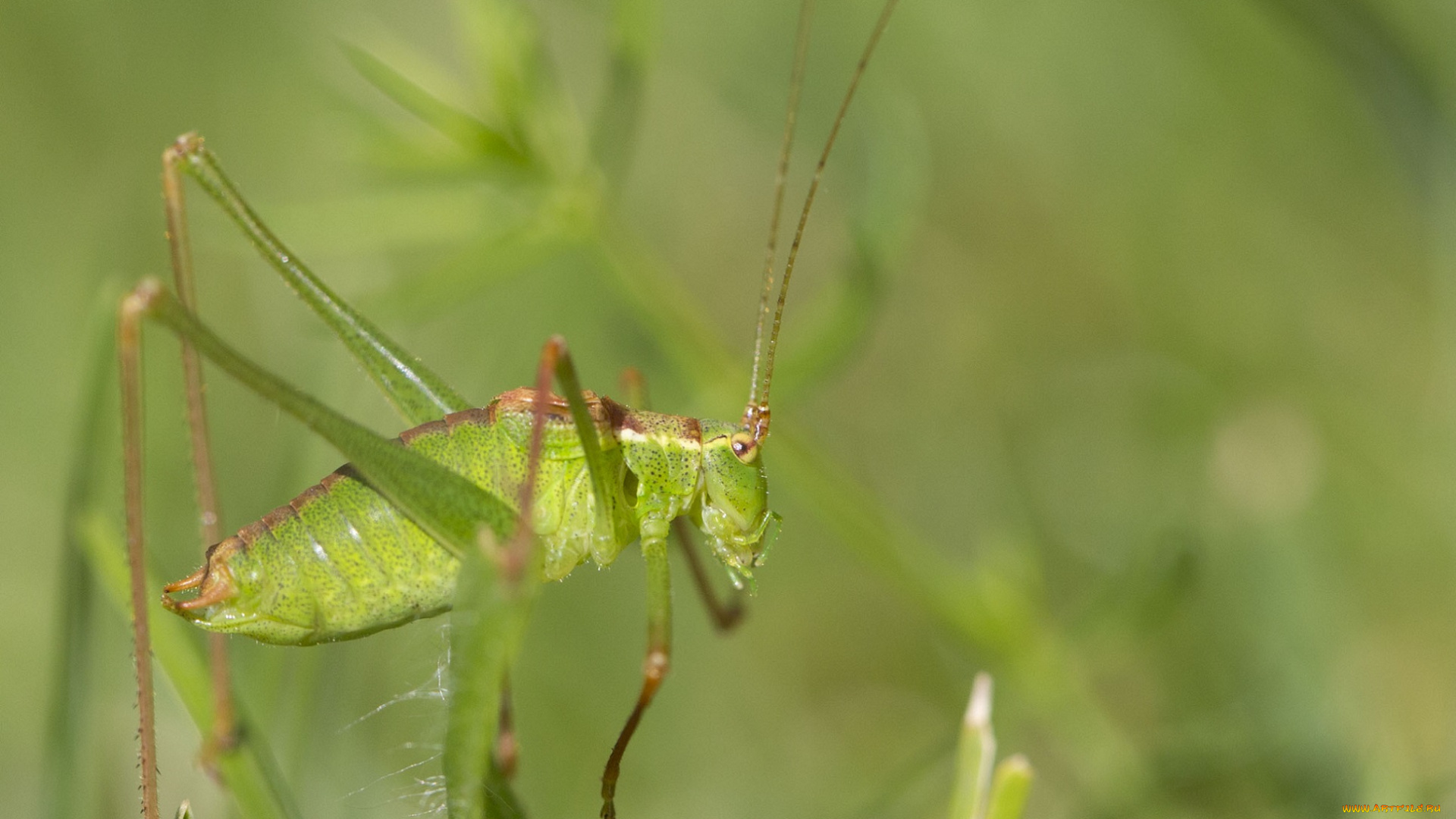 животные, кузнечики, , саранча, макро, зелёный, фон, утро, насекомое, кузнечик, усики