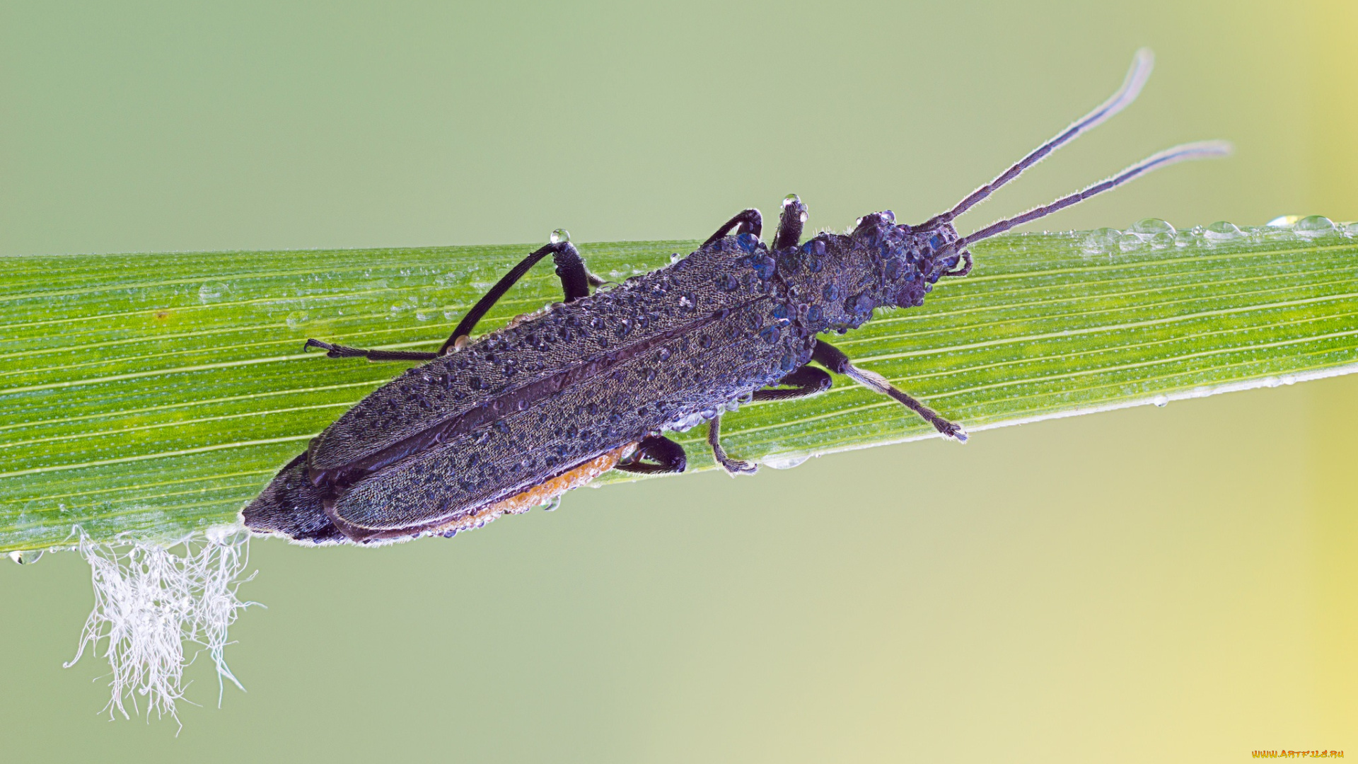 животные, насекомые, макро, травинка, жук, насекомое, фон