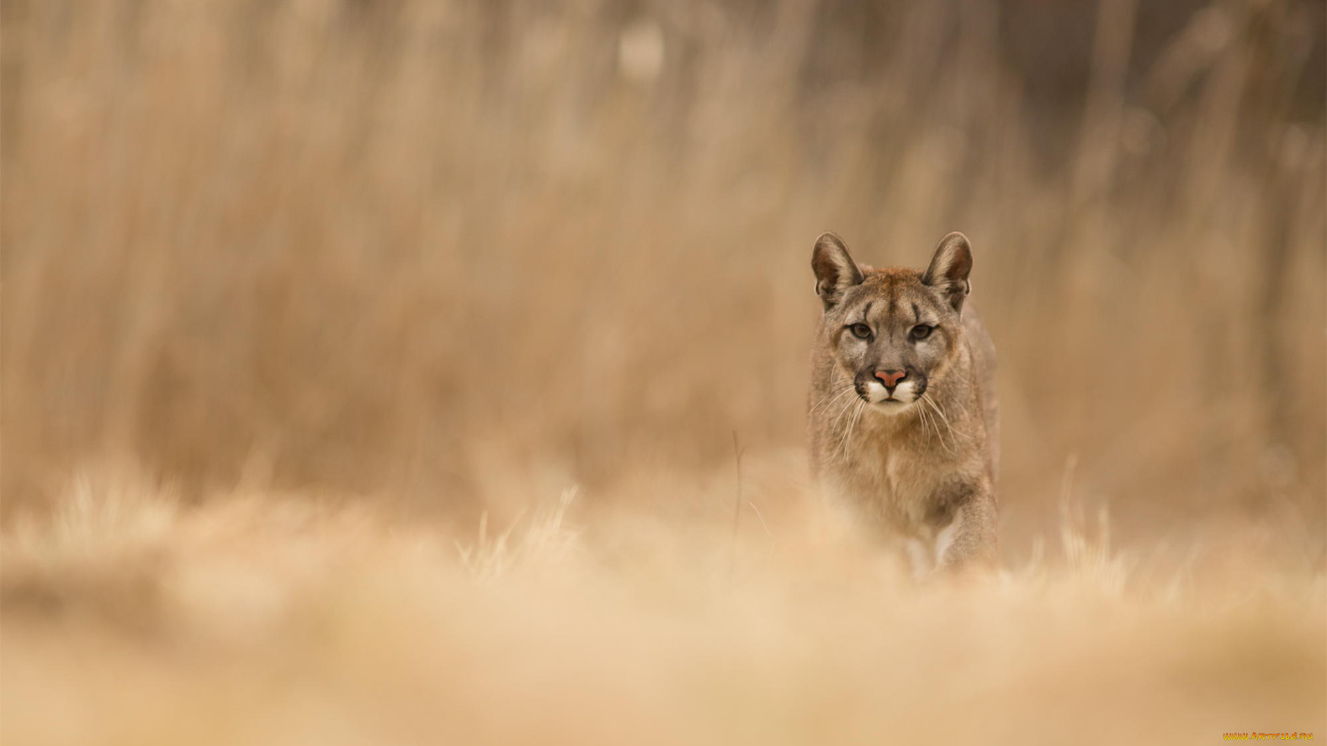 животные, пумы, хищник, природа, трава