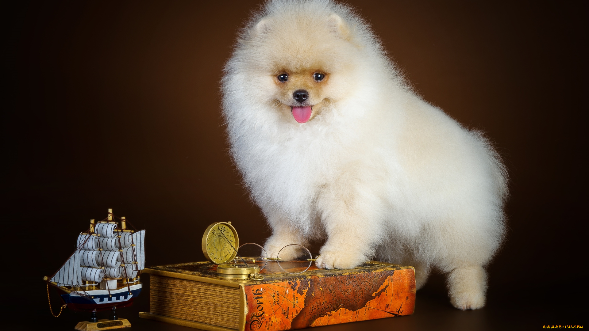 животные, собаки, щенок, корабль, шпиц