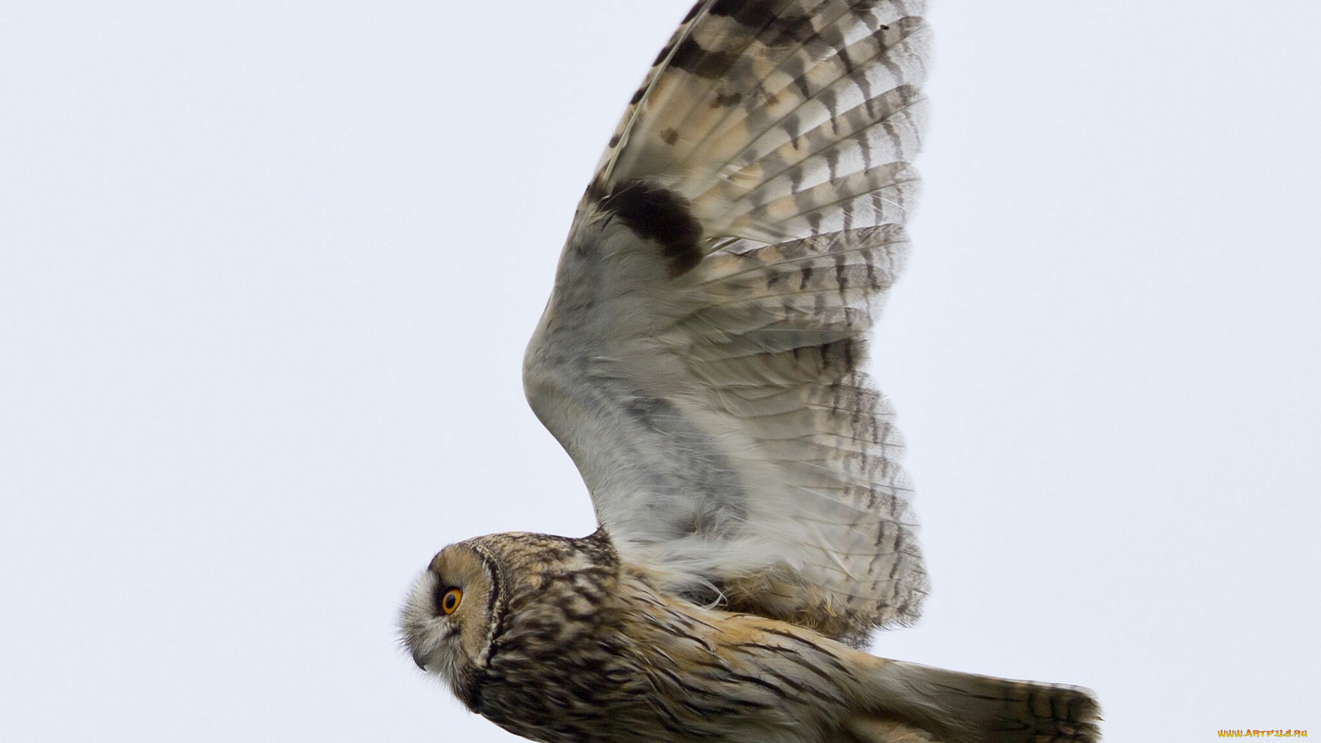 животные, совы, небо, полёт, крылья, сова