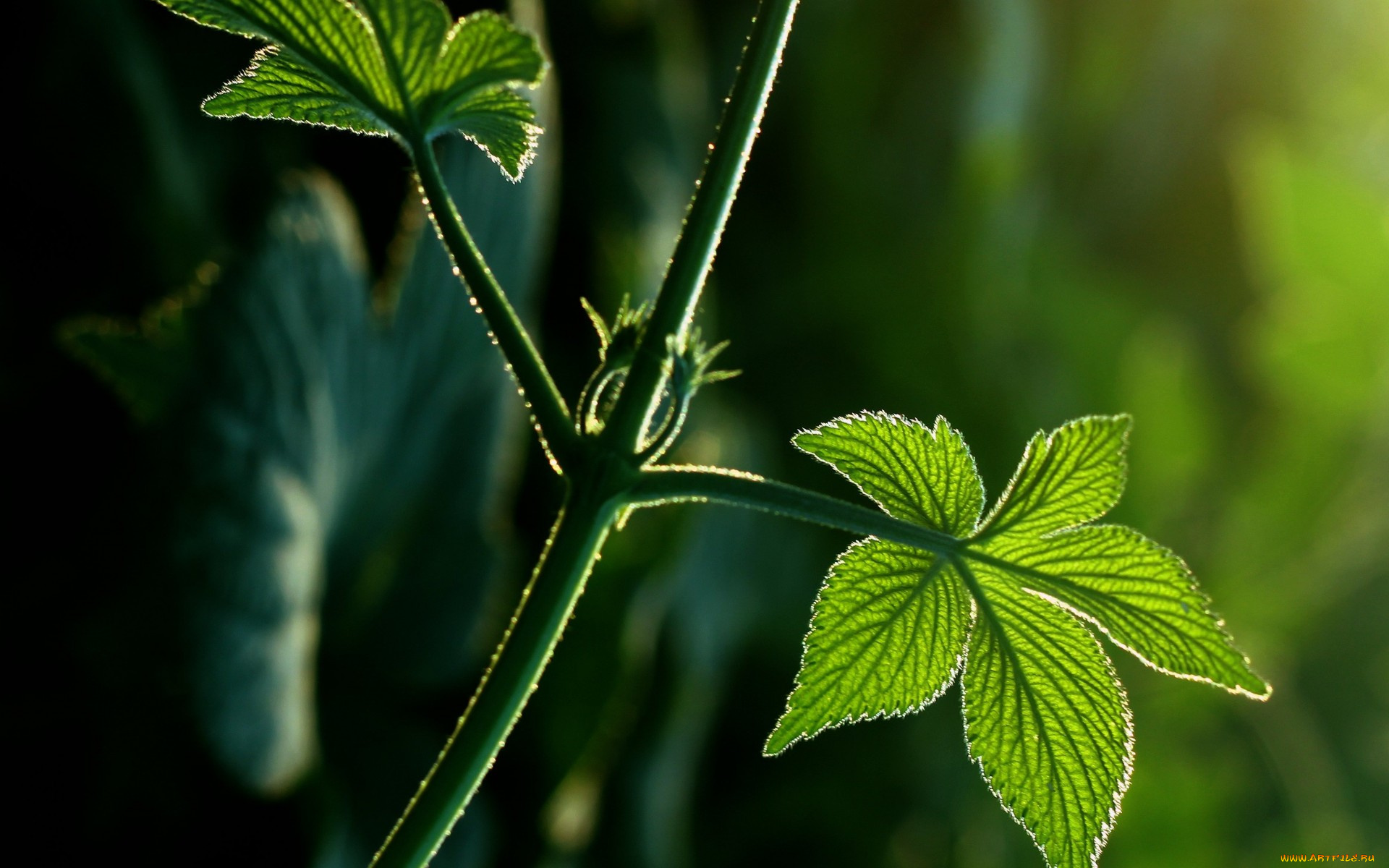 природа, листья, лучи, стебель