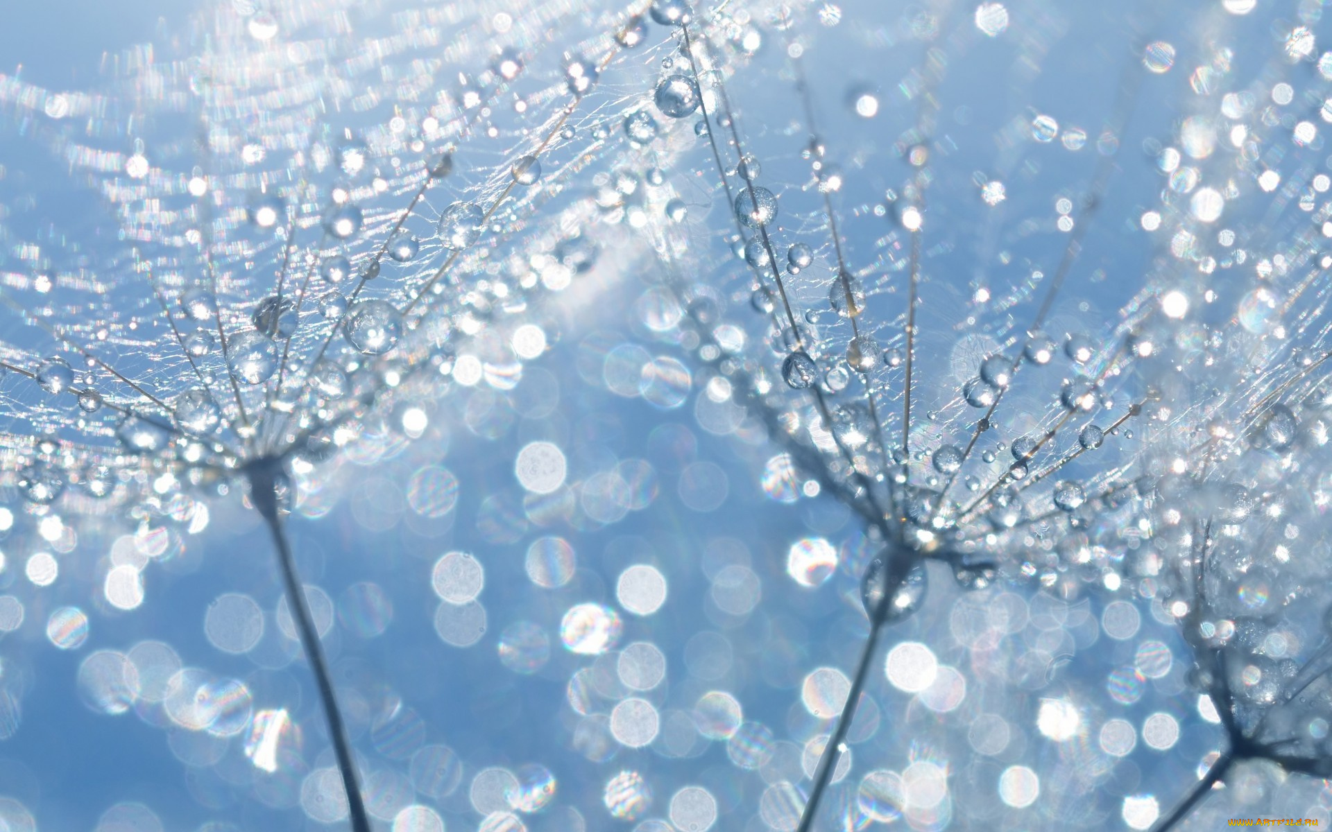 природа, макро, одуванчик, капли, воды