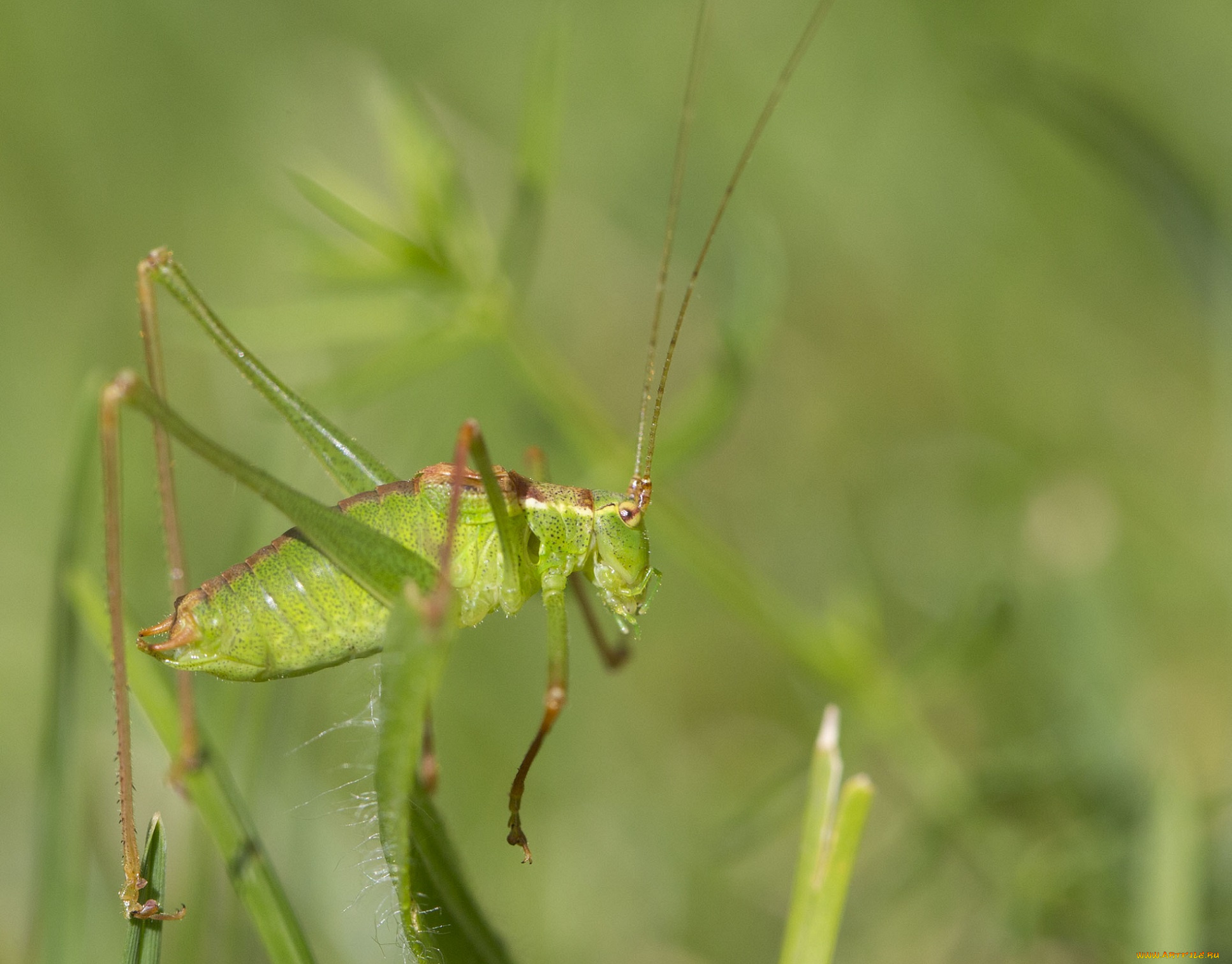 животные, кузнечики, , саранча, макро, зелёный, фон, утро, насекомое, кузнечик, усики