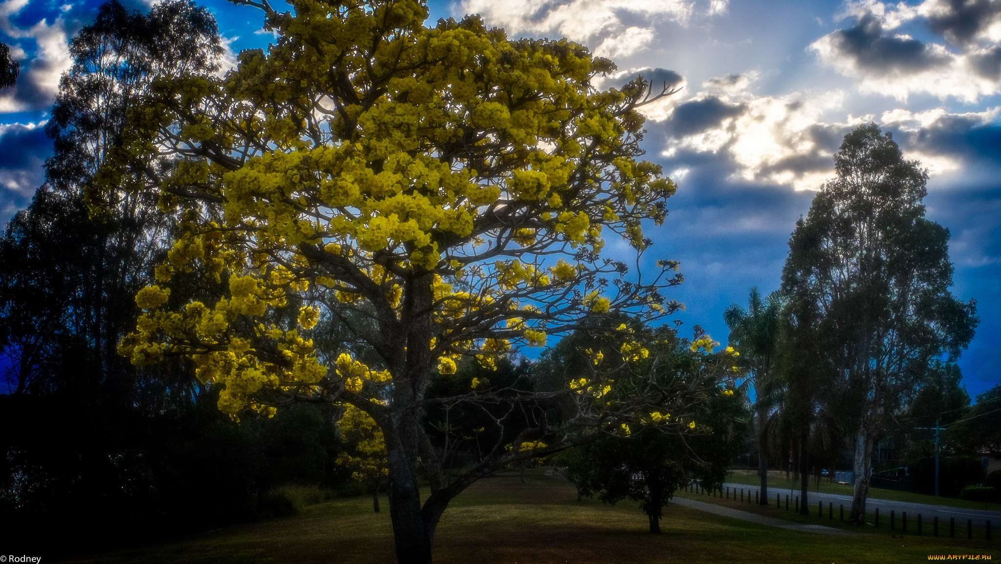 природа, деревья