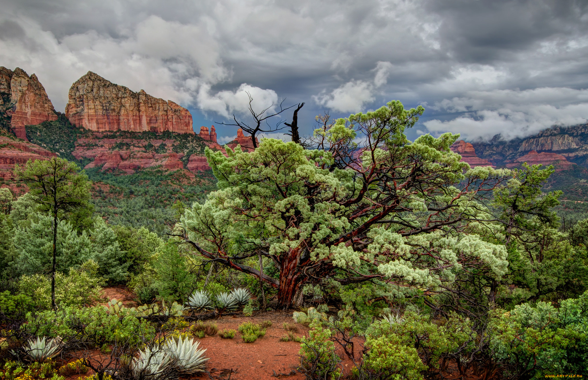 природа, деревья, растения, горы, песок, кусты, дерево, небо