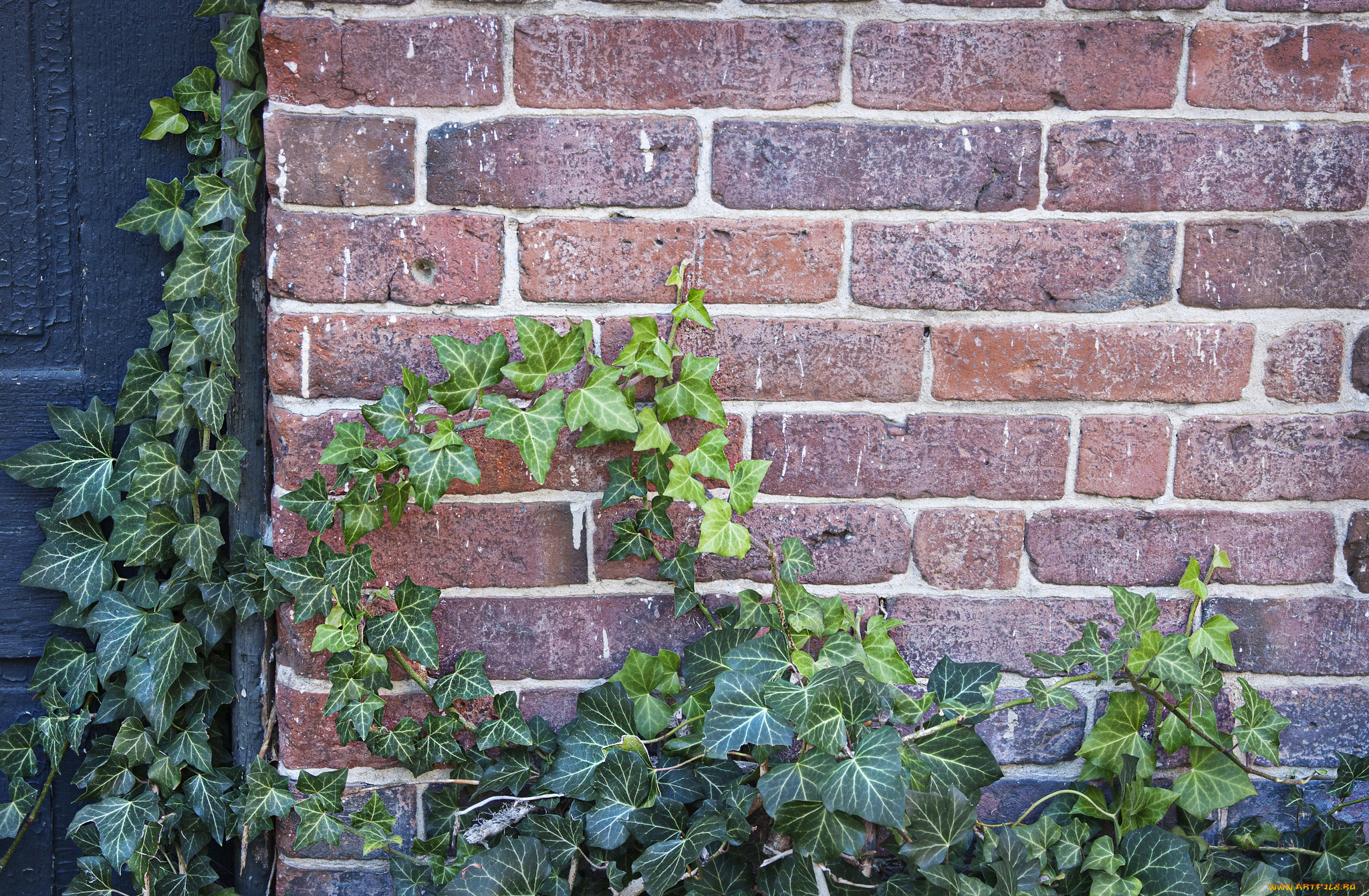 природа, листья, растение, плющ, стена, кирпичная