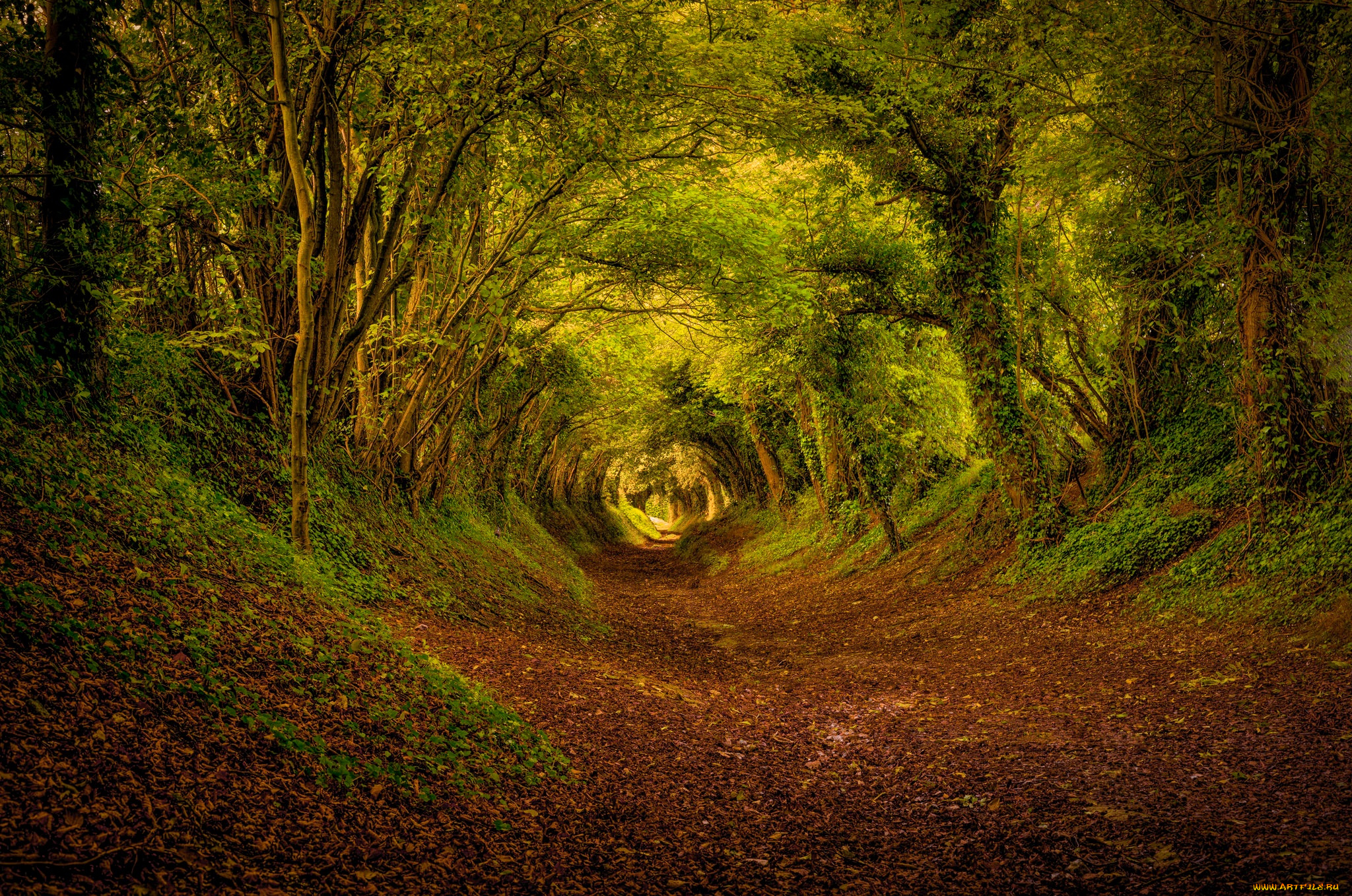 природа, дороги, англия, лес, осень, октябрь, деревья