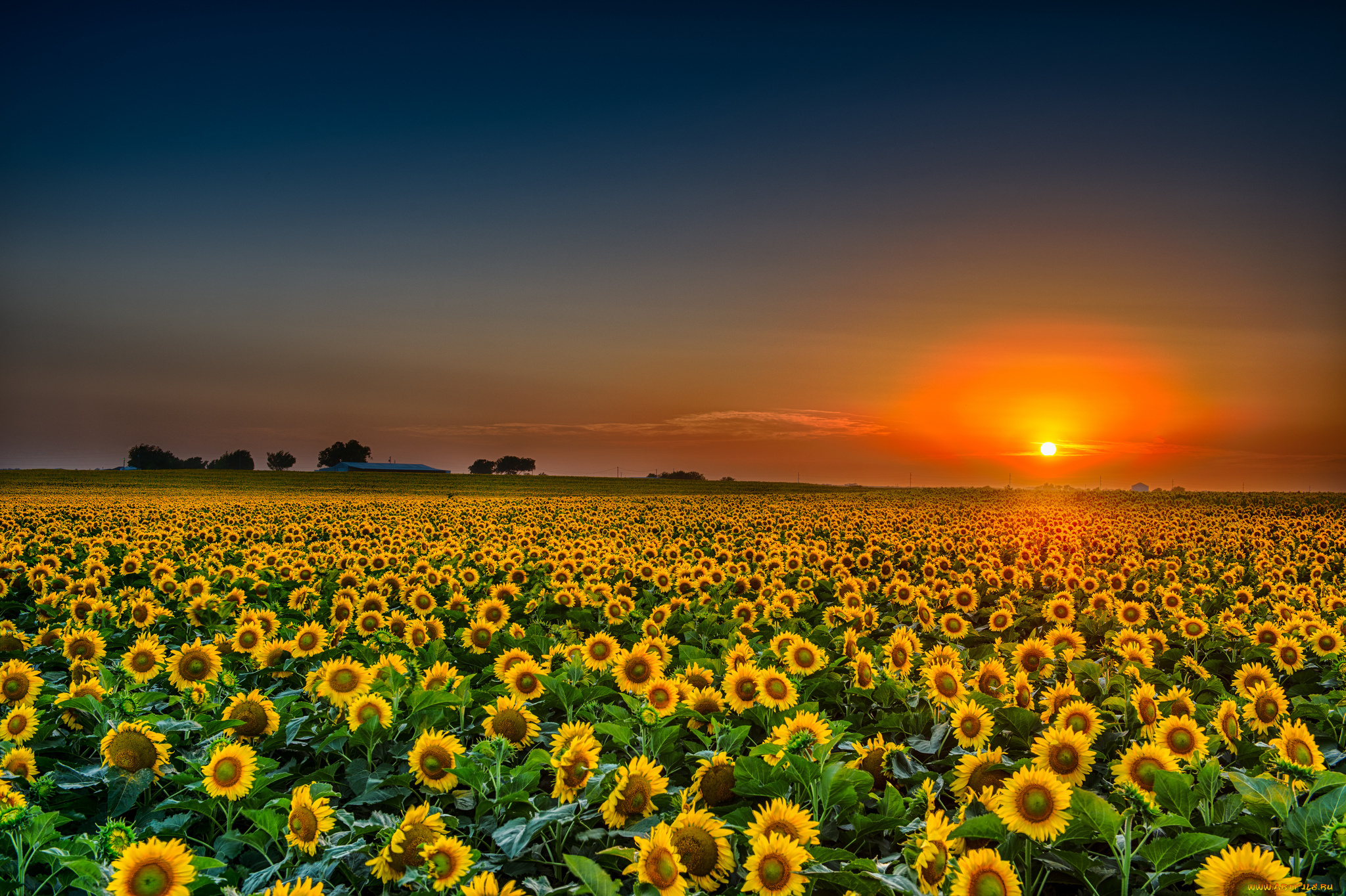 природа, восходы, закаты, поле, подсолнухи, заря