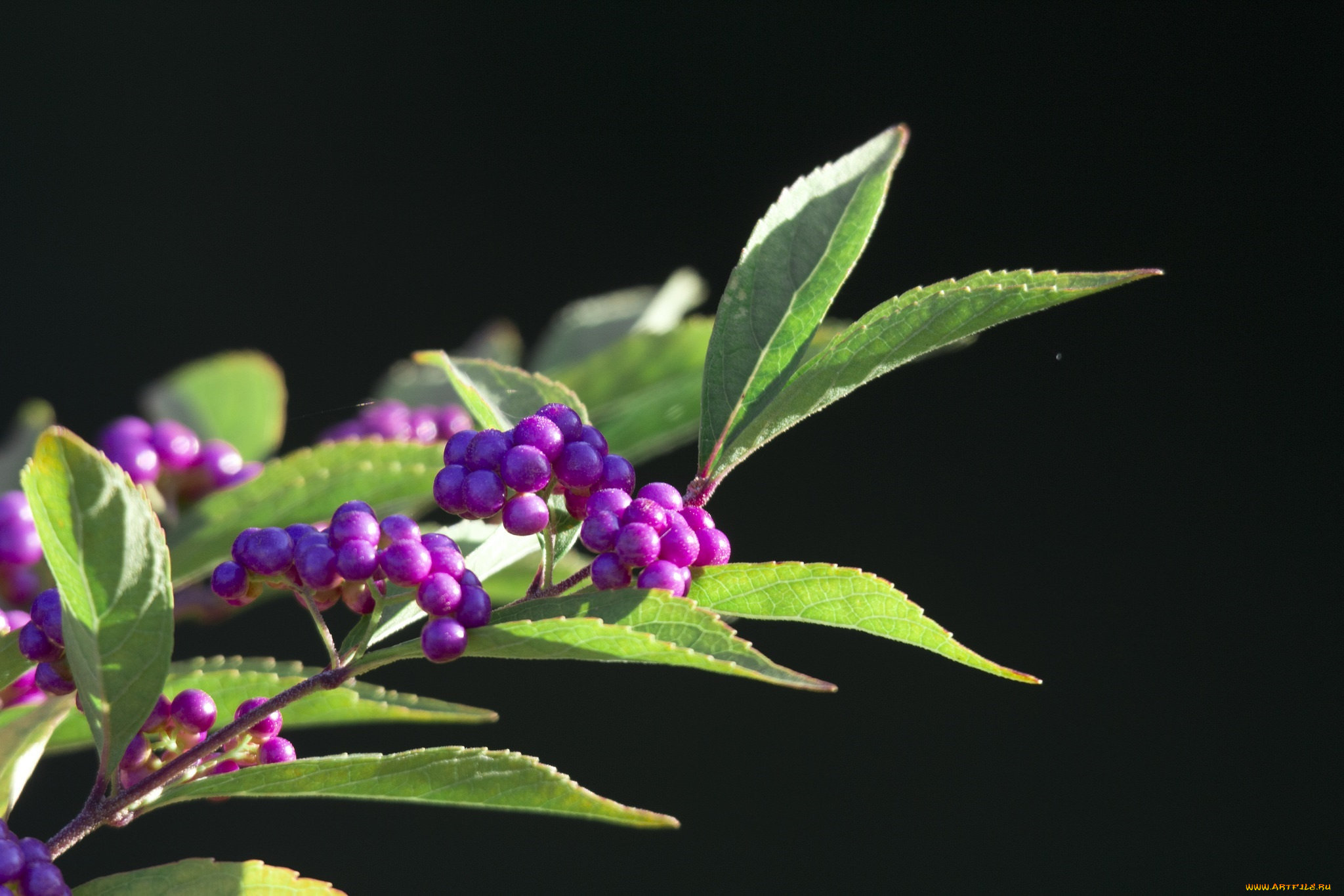 природа, Ягоды, ветка, листья, макро, сиреневый