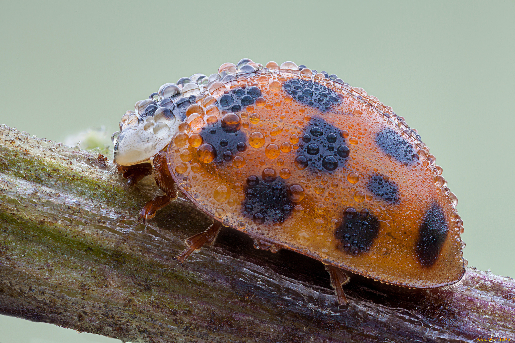 животные, божьи, коровки, роса, капли, насекомое, божья, коровка, макро, утро