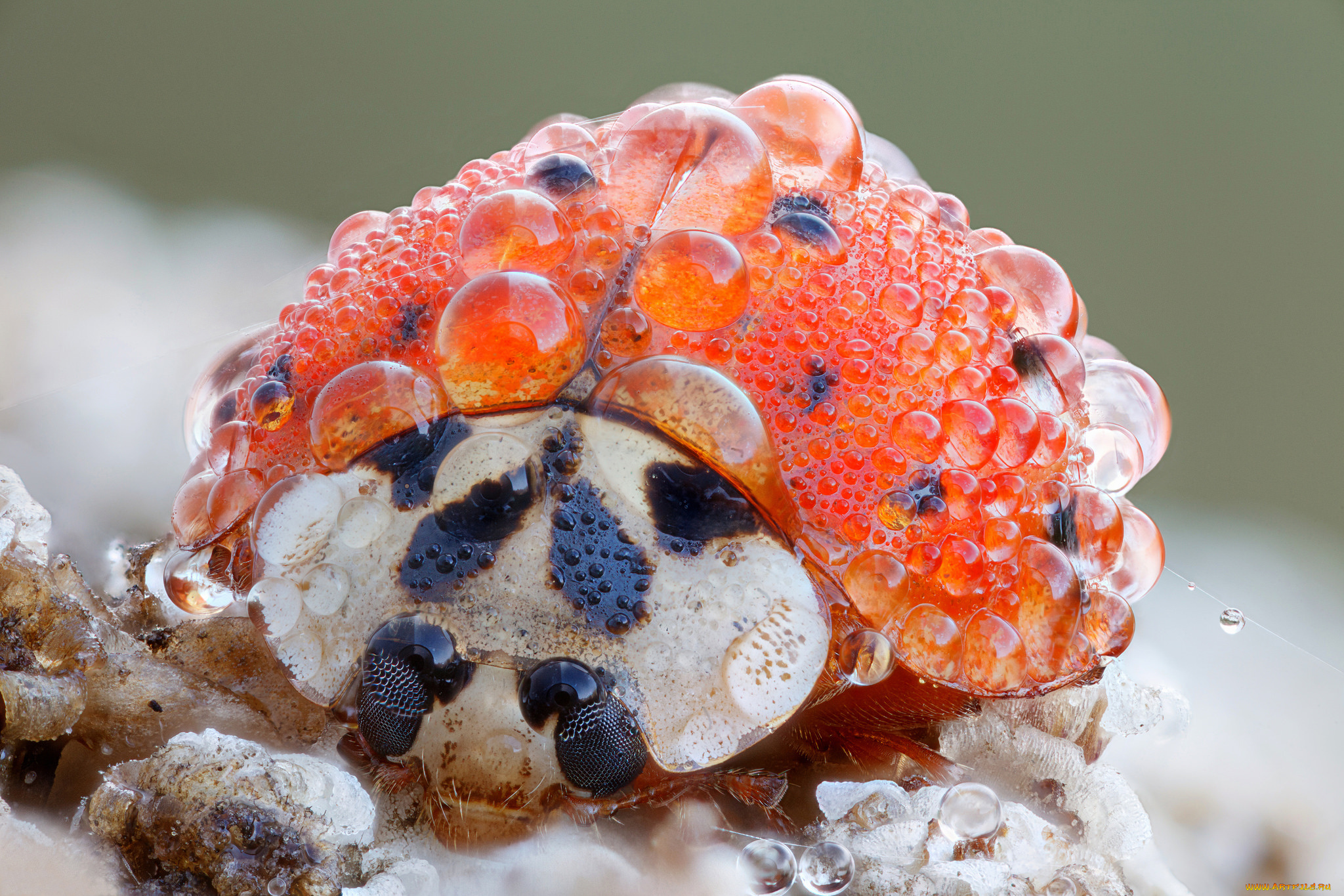 животные, божьи, коровки, роса, капли, насекомое, божья, коровка, макро, утро