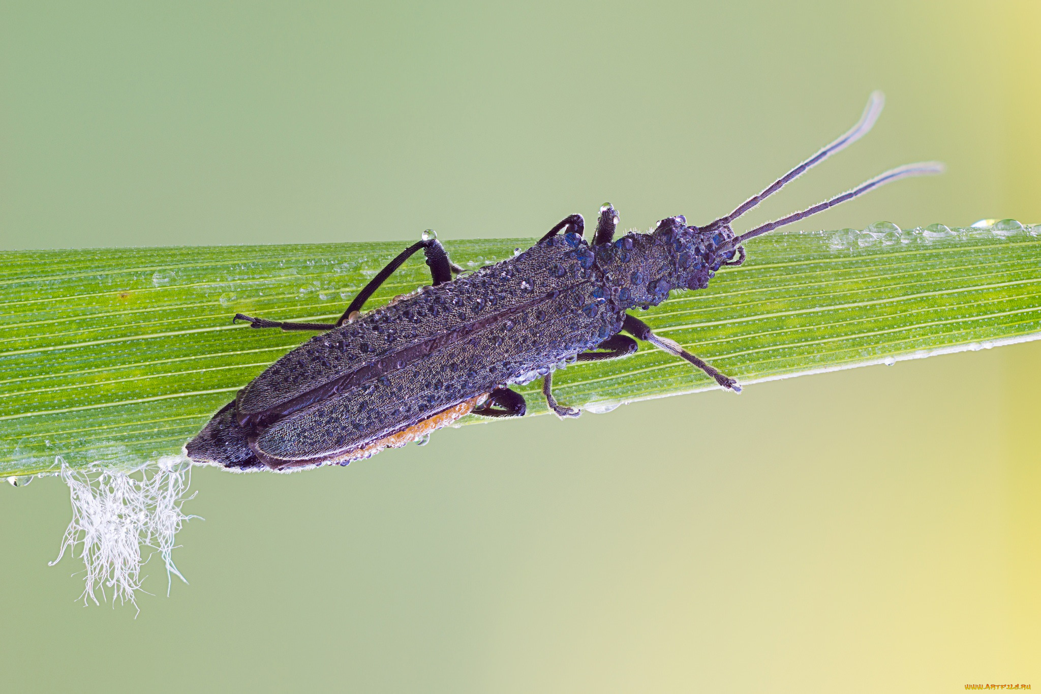 животные, насекомые, макро, травинка, жук, насекомое, фон