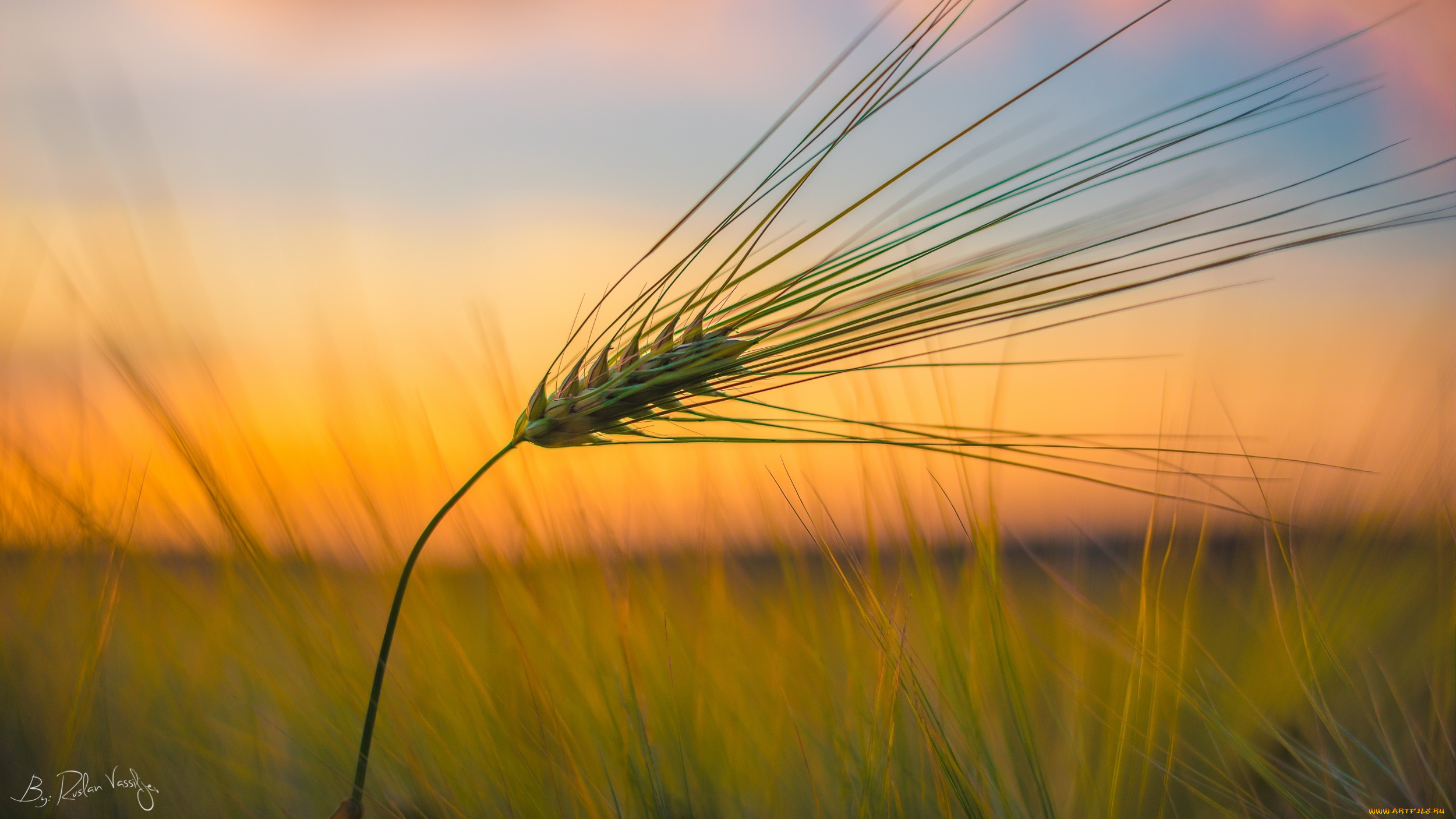 природа, макро, колосок